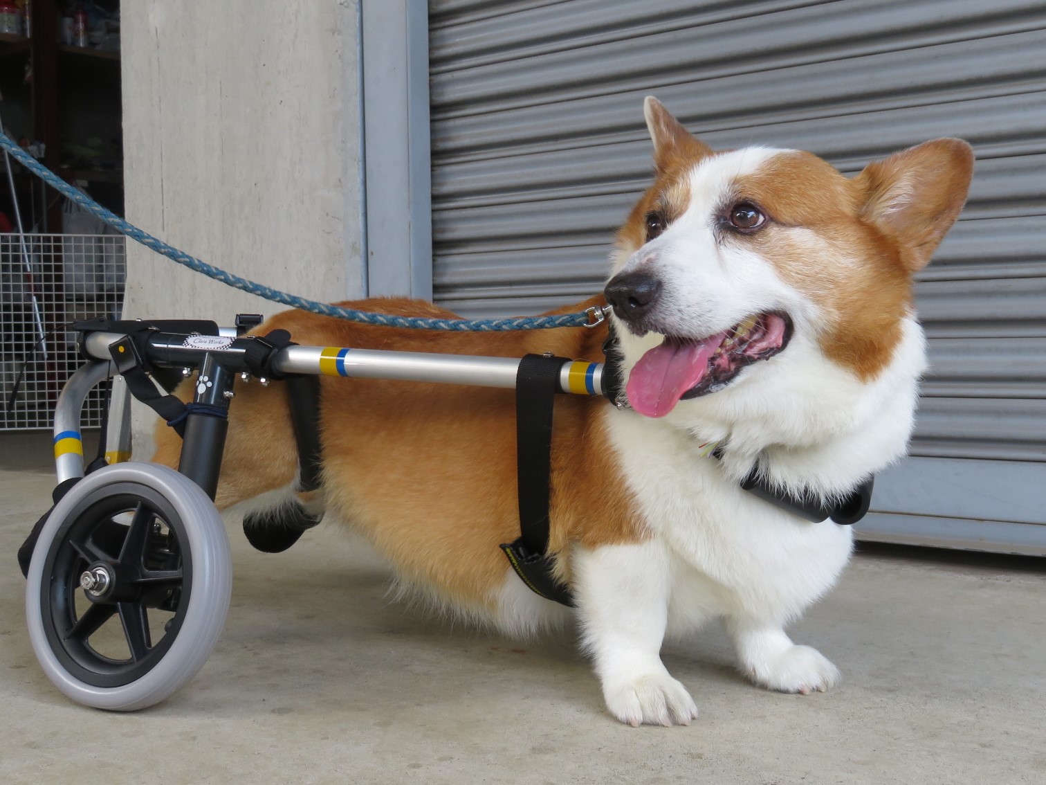 犬用車椅子　簡易4輪　コーギー　車椅子　4輪車椅子　クララワークス　変性脊髄症 犬用車椅子 簡易4輪 コーギー 車椅子 4輪車椅子 クララワークス