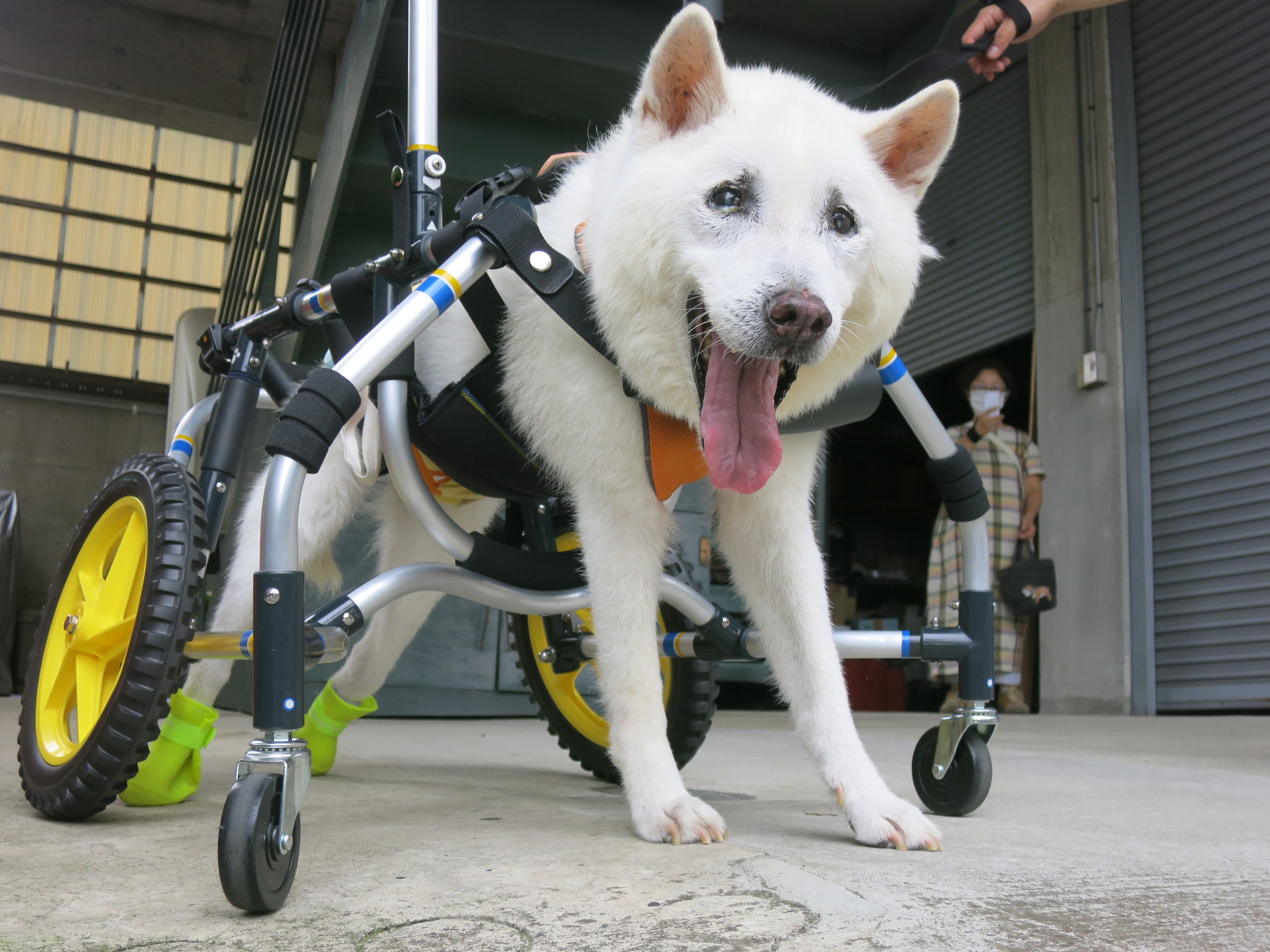 犬用車椅子 犬の車椅子 犬の車いす工房クララワークス 犬の車いす工房クララワークス 犬の車椅子 犬用車椅子 犬 車椅子 Dogkart Clara 犬用車椅子 犬の車椅子 犬の車いす工房クララワークス 犬の車いす工房クララワークス 犬の車椅子 犬用車椅子 犬 車椅子 Dogkart Clara