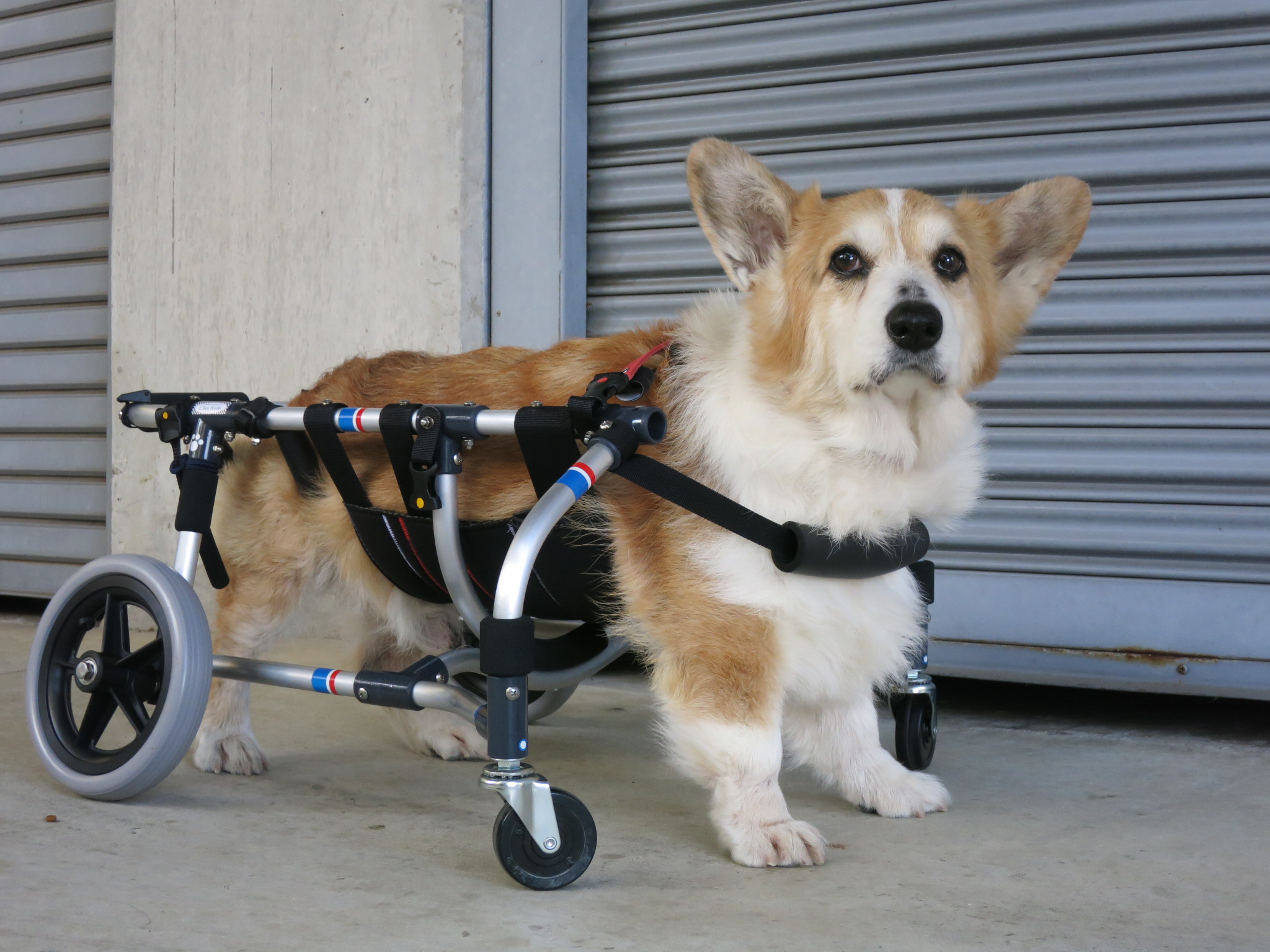 □犬の車椅子 中型犬用2輪 8kg～17kg位 /歩行器 犬用車いす ic.sch.id