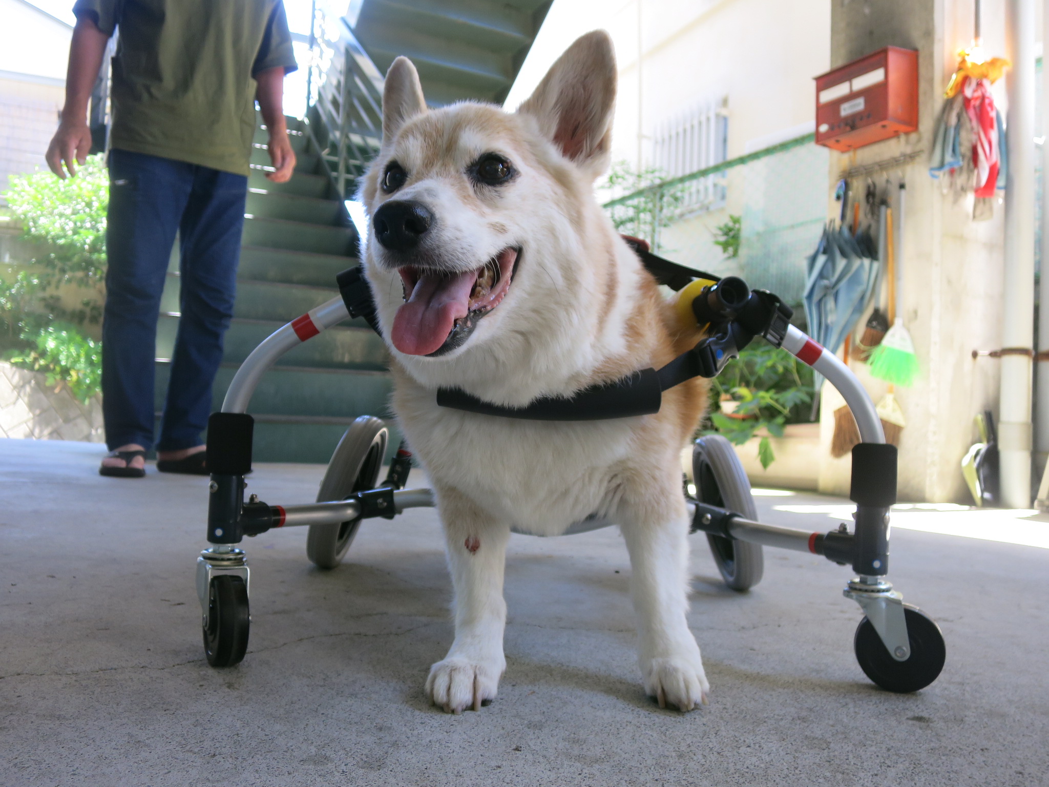 犬用車椅子 犬の車椅子 犬の車いす工房クララワークス 犬の車いす工房クララワークス 犬の車椅子 犬用車椅子 犬 車椅子 Dogkart Clara 犬用車椅子 犬の車椅子 犬の車いす工房クララワークス 犬の車いす工房クララワークス 犬の車椅子 犬用車椅子 犬 車椅子 Dogkart Clara