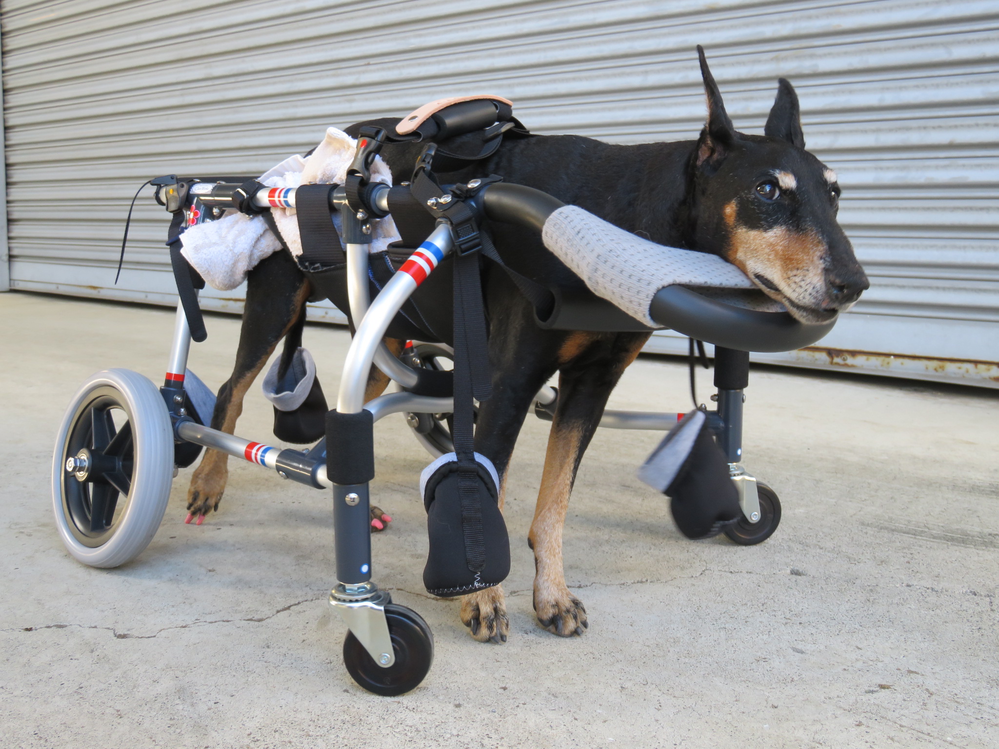 犬用車椅子 犬の車椅子 「犬の車いす工房クララワークス」 - 犬