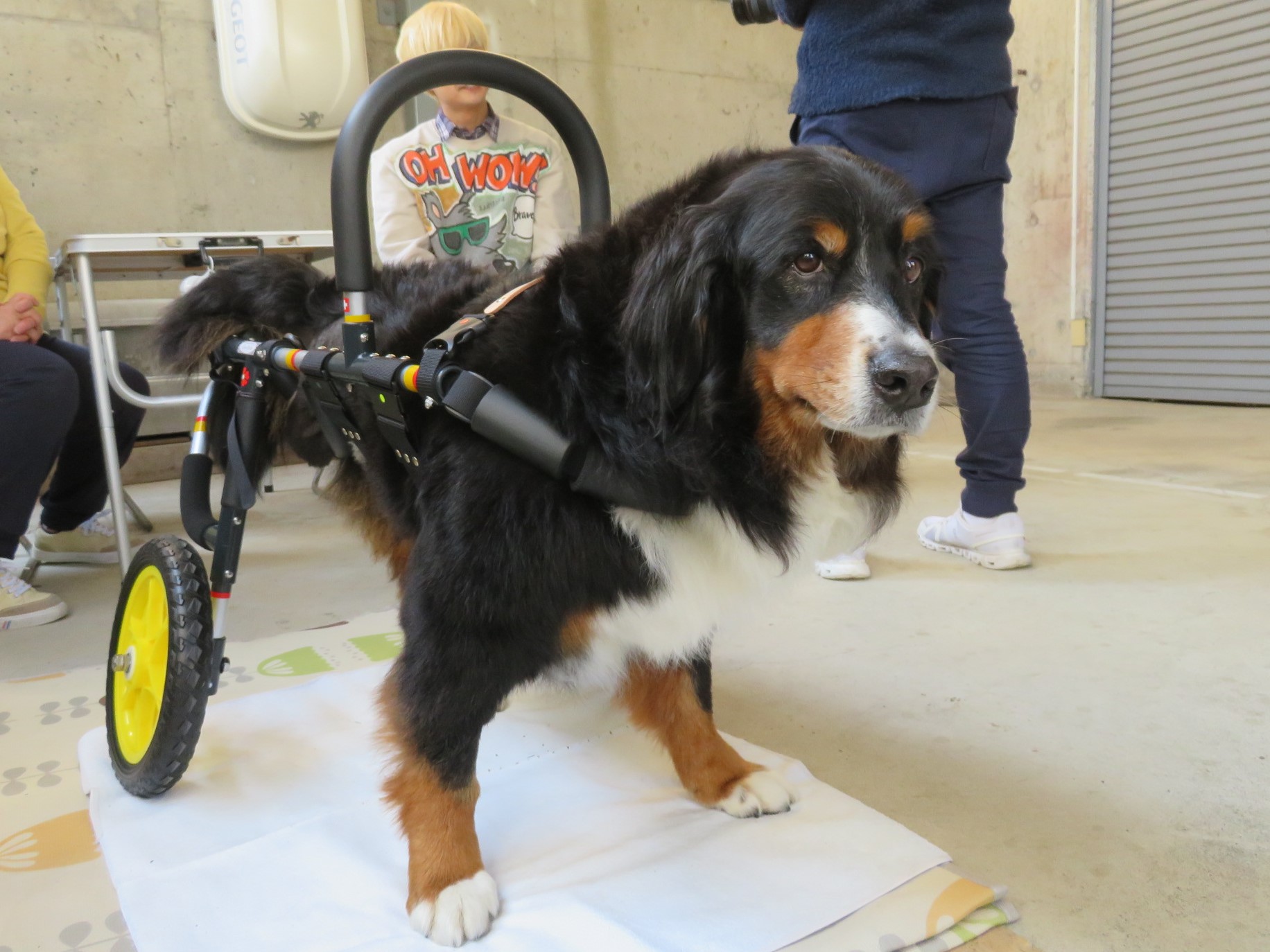 犬用車椅子 犬の車椅子 「犬の車いす工房クララワークス」 - 犬の