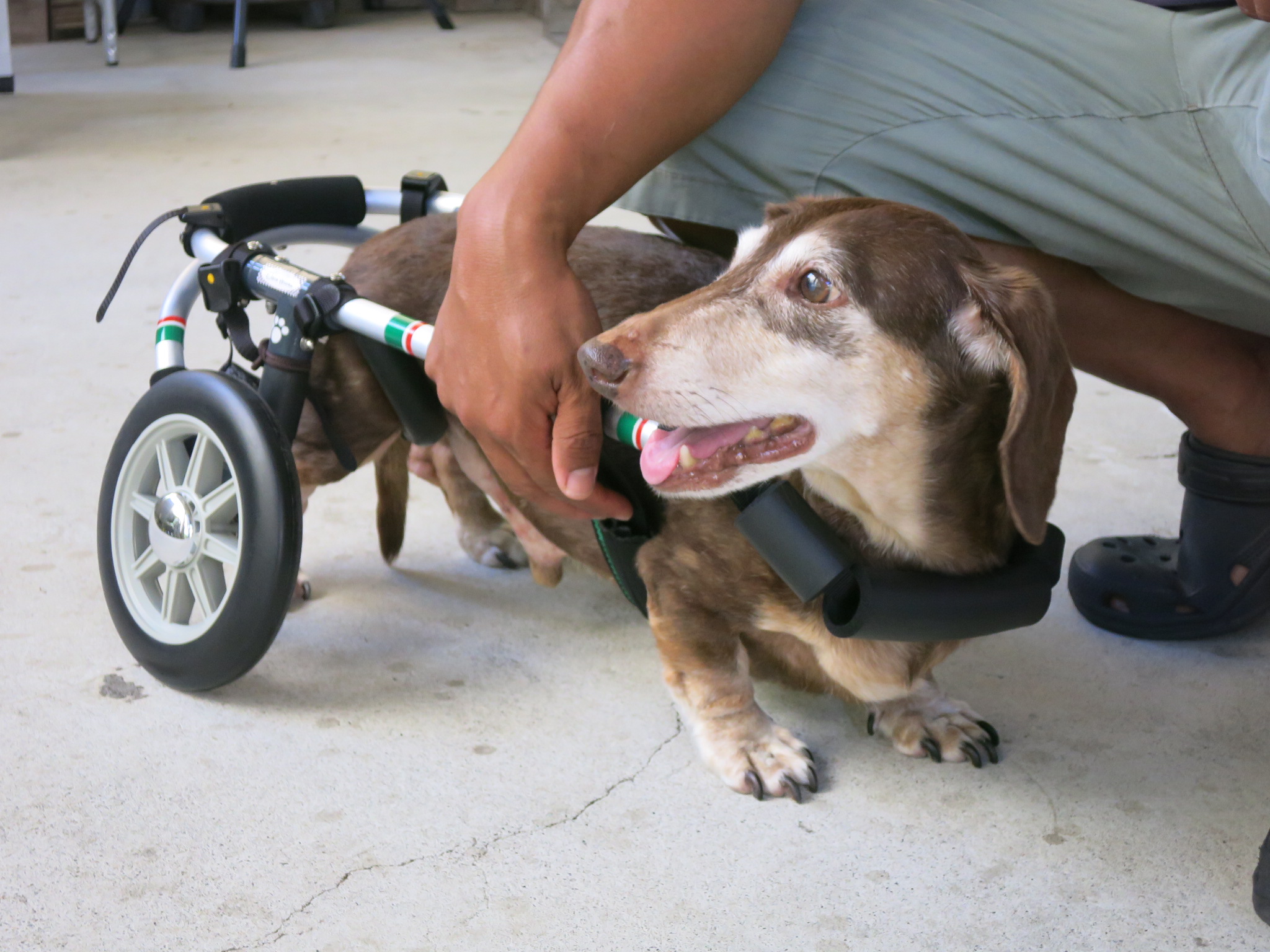 即日発送】 徘徊対処 専用支柱付き犬用車椅子 ienomat.com.br