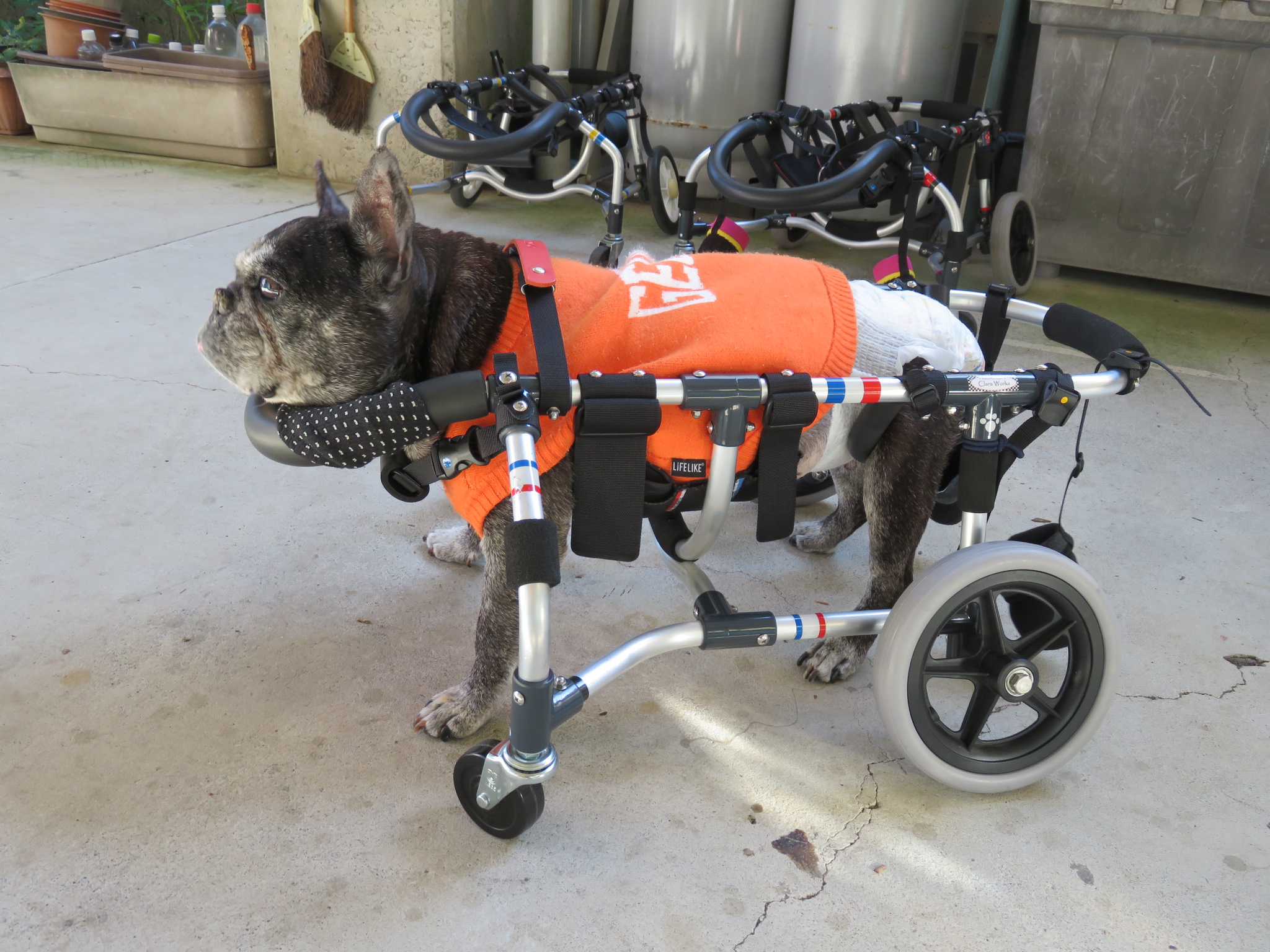 犬用車椅子 犬の車椅子 「犬の車いす工房クララワークス」 - 犬