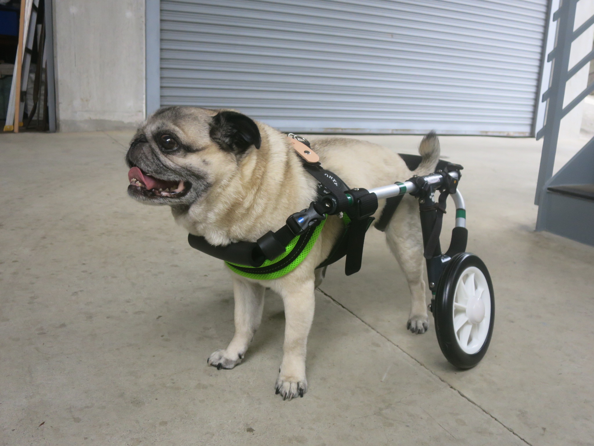 犬用車椅子 犬の車椅子 犬の車いす工房クララワークス 犬の車いす工房クララワークス 犬の車椅子 犬用車椅子 犬 車椅子 Dogkart Clara