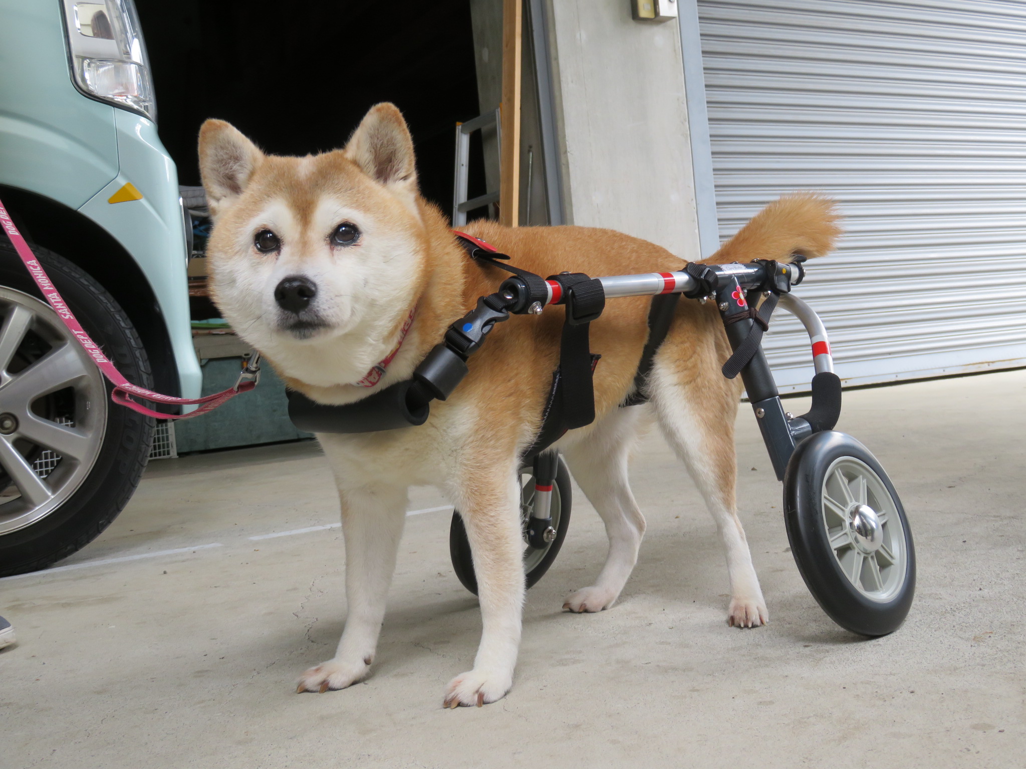 犬用車椅子、柴犬用車椅子4輪車、犬の車椅子 犬用車椅子、柴犬