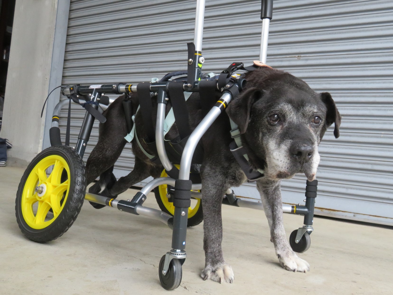 犬用車椅子 犬の車椅子 「犬の車いす工房クララワークス」 - 犬の