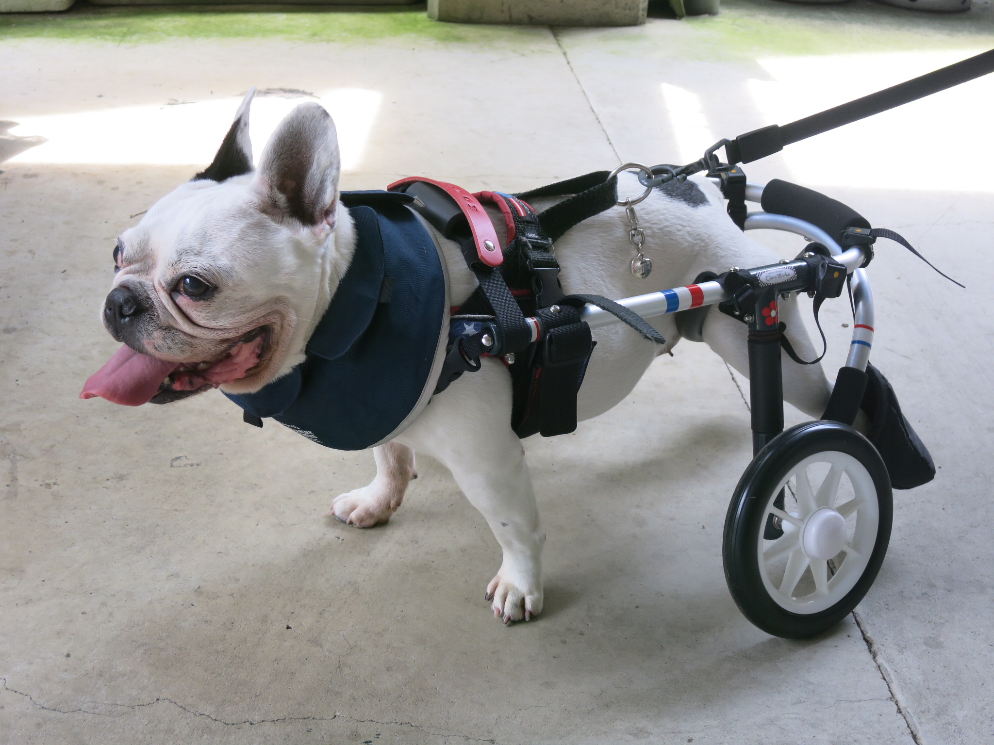 犬用車椅子 犬の車椅子 犬の車いす工房クララワークス 犬の車いす工房クララワークス 犬の車椅子 犬用車椅子 犬 車椅子 Dogkart Clara 犬用車椅子 犬の車椅子 犬の車いす工房クララワークス 犬の車いす工房クララワークス 犬の車椅子 犬用車椅子 犬 車椅子 Dogkart Clara