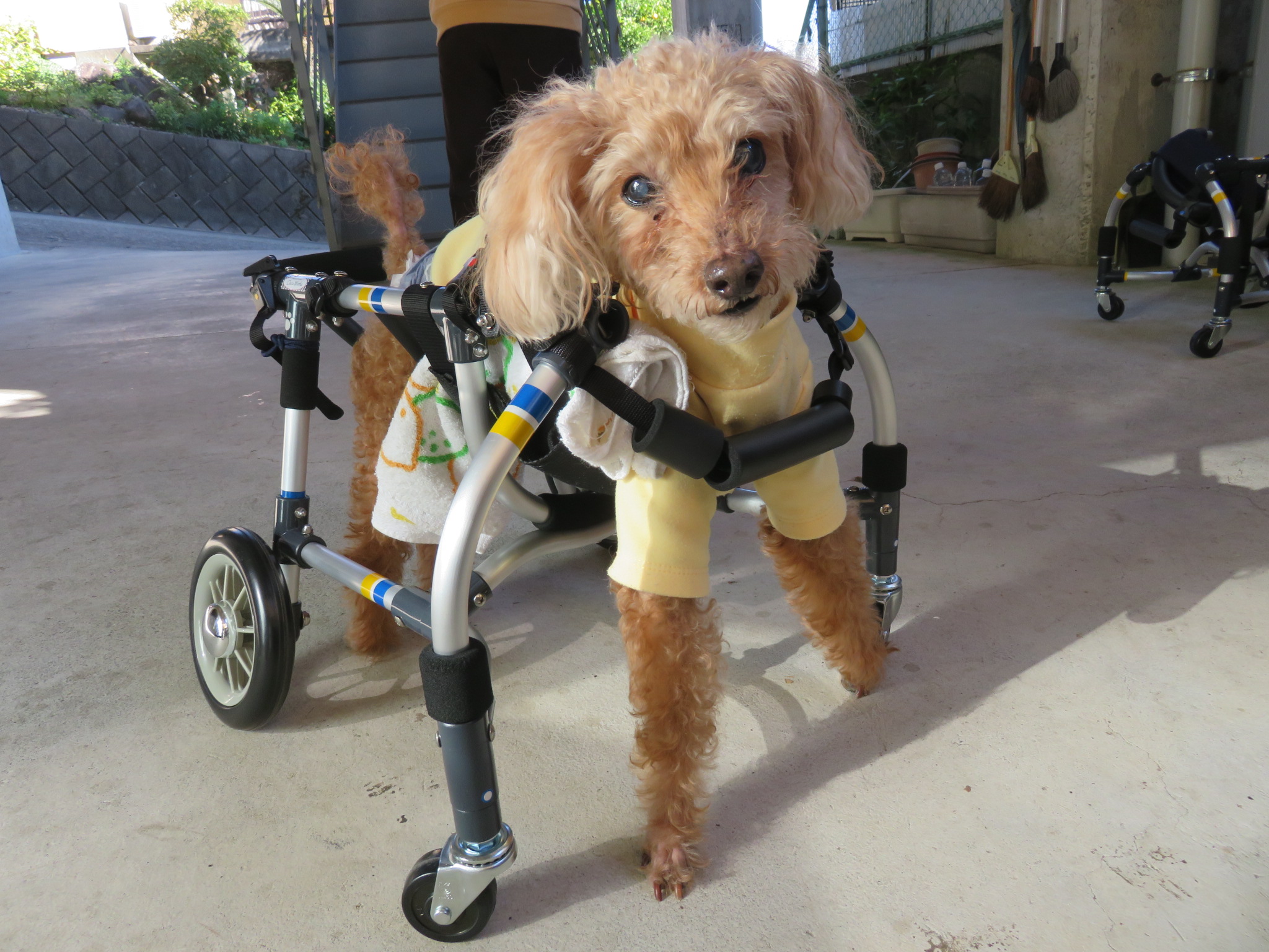 犬用車椅子 犬の車椅子 「犬の車いす工房クララワークス」 - 犬の