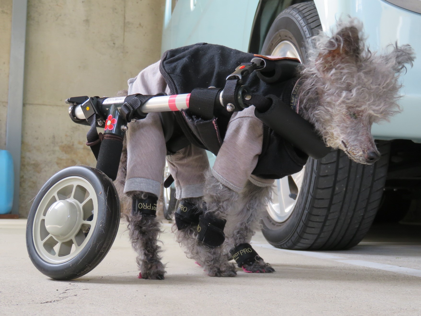 犬用車椅子 犬の車椅子 「犬の車いす工房クララワークス」 - 犬 犬用車椅子 犬の車椅子 「犬の車いす工房クララワークス」 - 犬