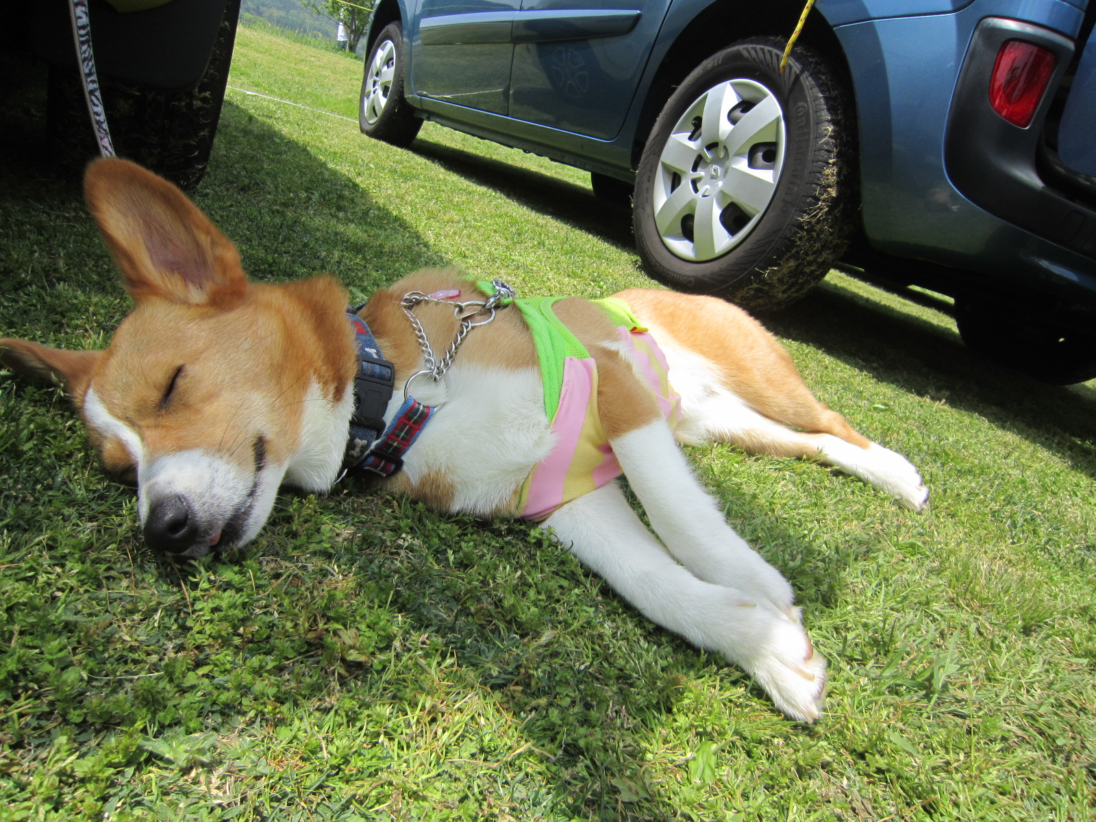 ご依頼製作状況4 - 犬の車いす工房クララワークス 犬の車椅子 犬用
