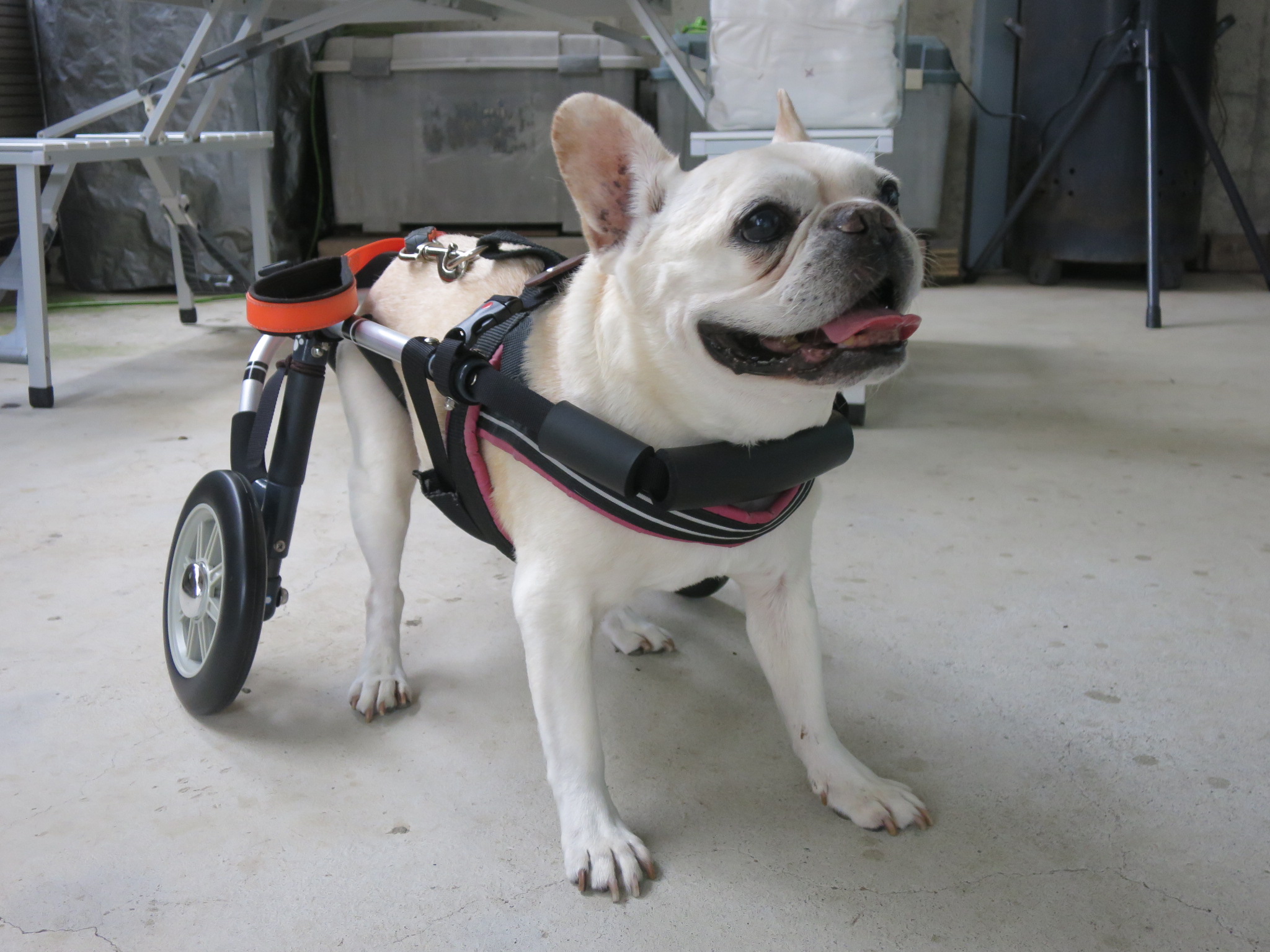 犬用車椅子 犬の車椅子 犬の車いす工房クララワークス 犬の車いす工房クララワークス 犬の車椅子 犬用車椅子 犬 車椅子 Dogkart Clara