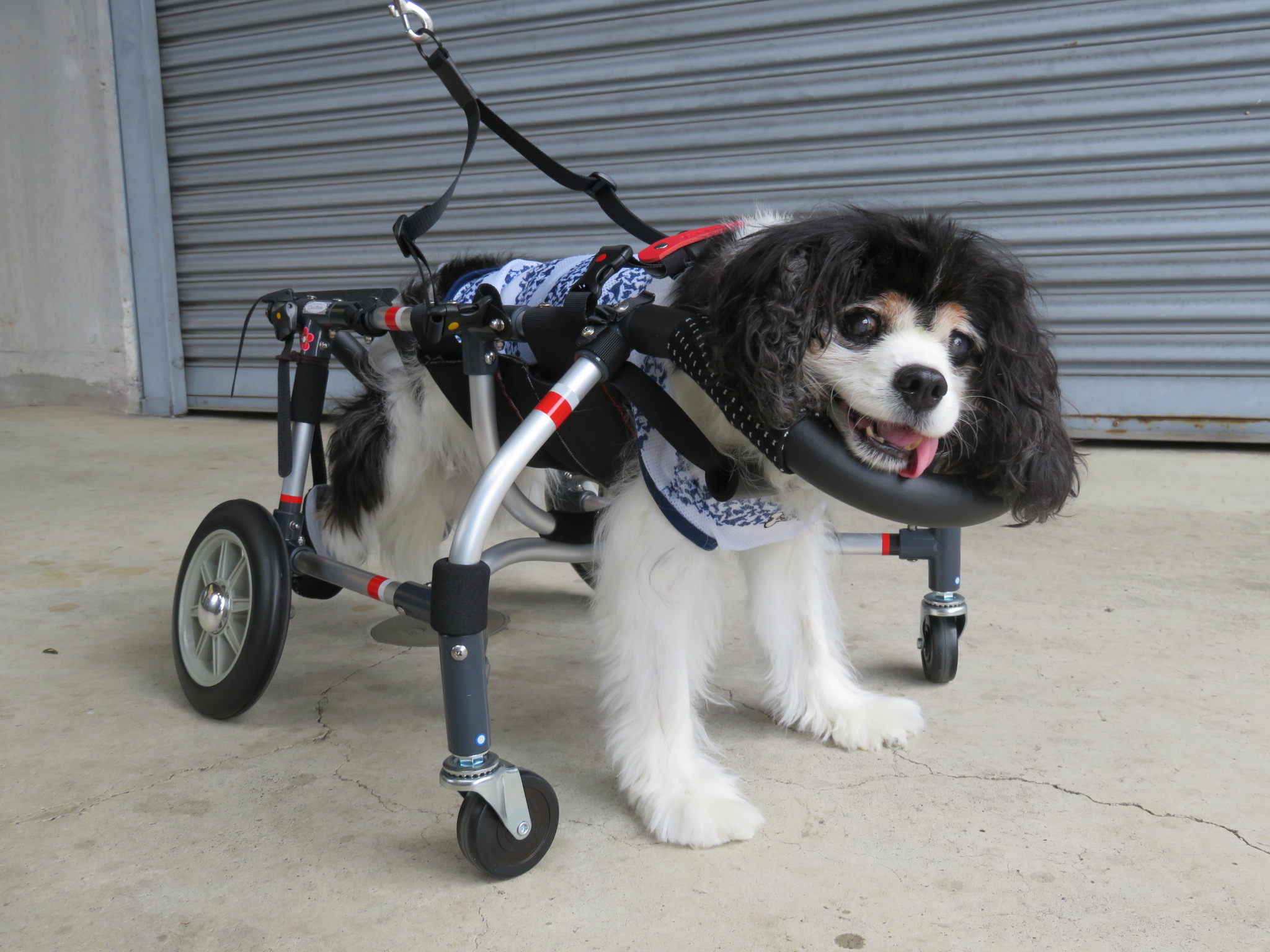 犬用車いす 中型犬用　クララワークス　高さ調整可能 犬用車椅子 犬の車椅子 「犬の車いす工房クララワークス」 - 犬