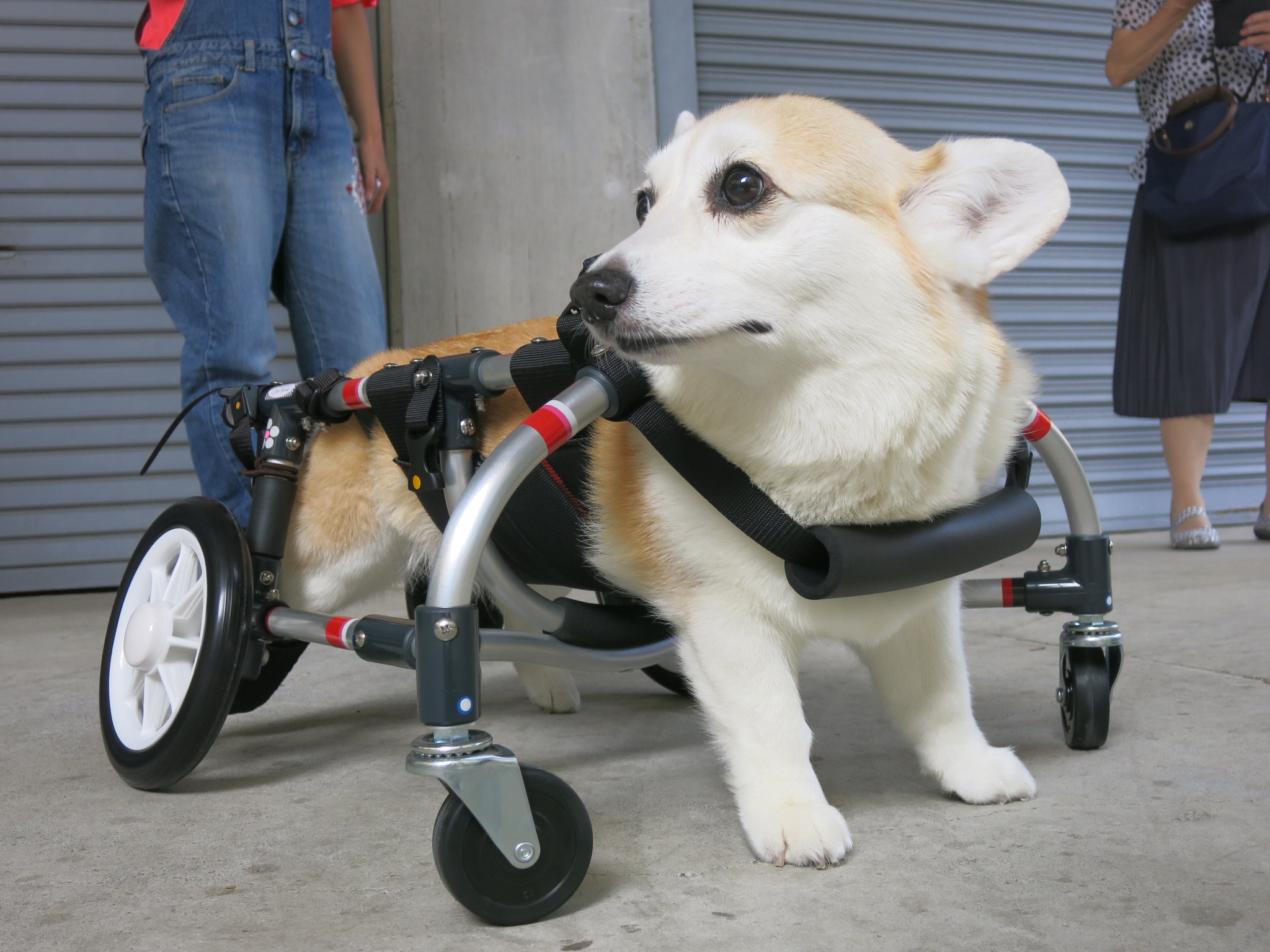 犬用車椅子 犬の車椅子 犬の車いす工房クララワークス 犬の車いす工房クララワークス 犬の車椅子 犬用車椅子 犬 車椅子 Dogkart Clara