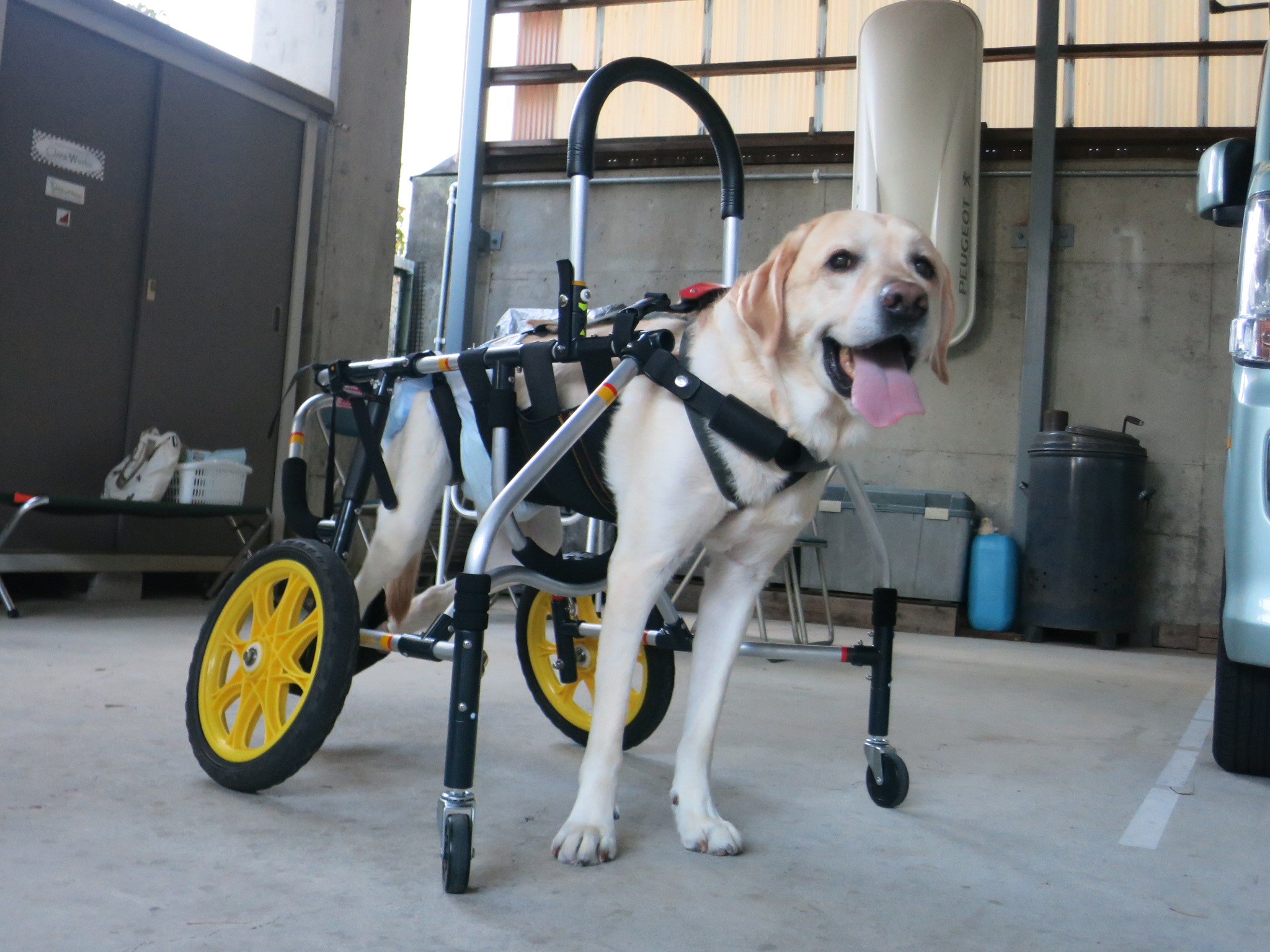 犬用車いす 中型犬用　クララワークス　高さ調整可能 犬用車椅子 犬の車椅子 「犬の車いす工房クララワークス」 - 犬