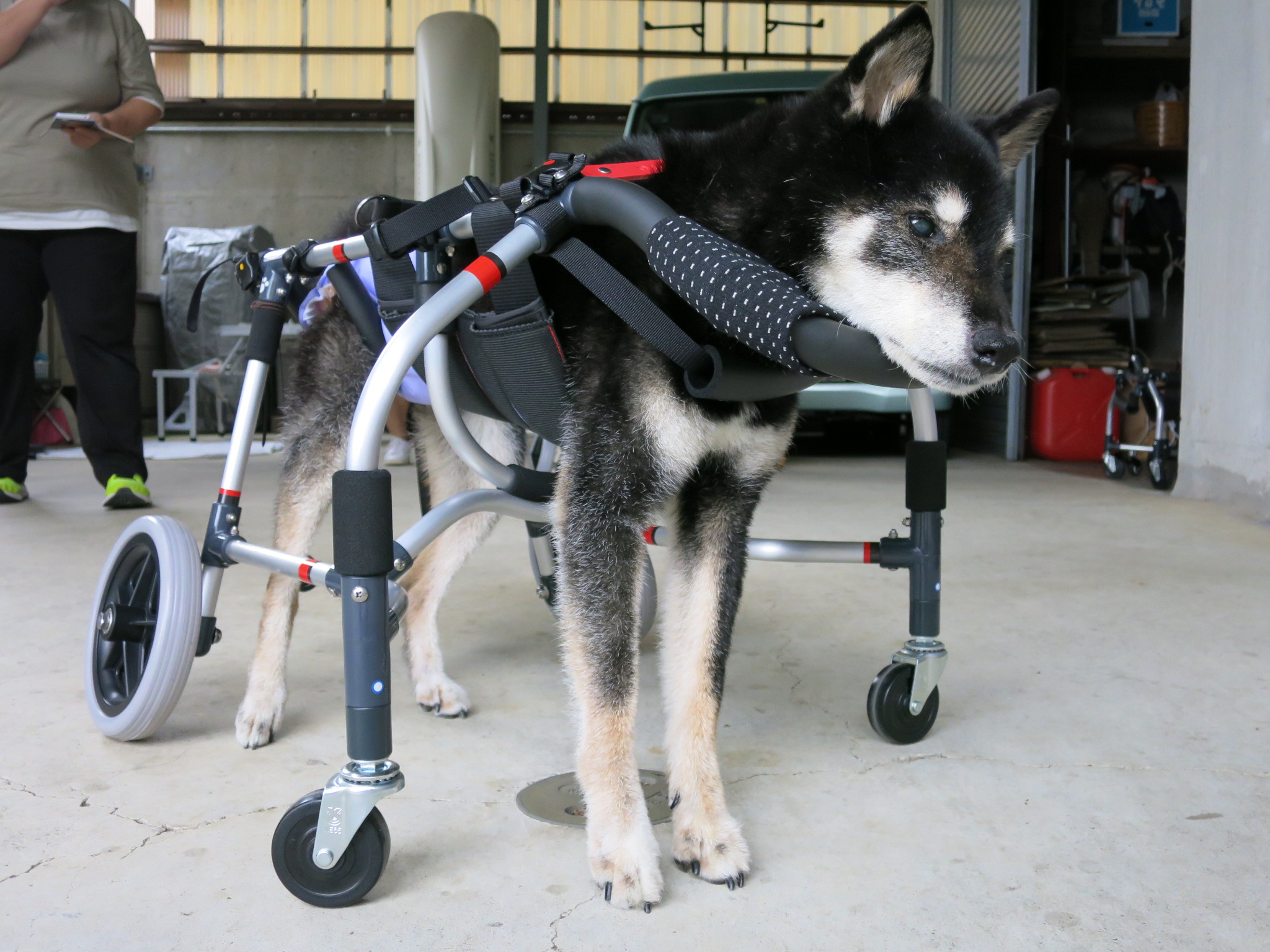犬用車椅子 犬の車椅子 犬の車いす工房クララワークス 犬の車いす工房クララワークス 犬の車椅子 犬用車椅子 犬 車椅子 Dogkart Clara