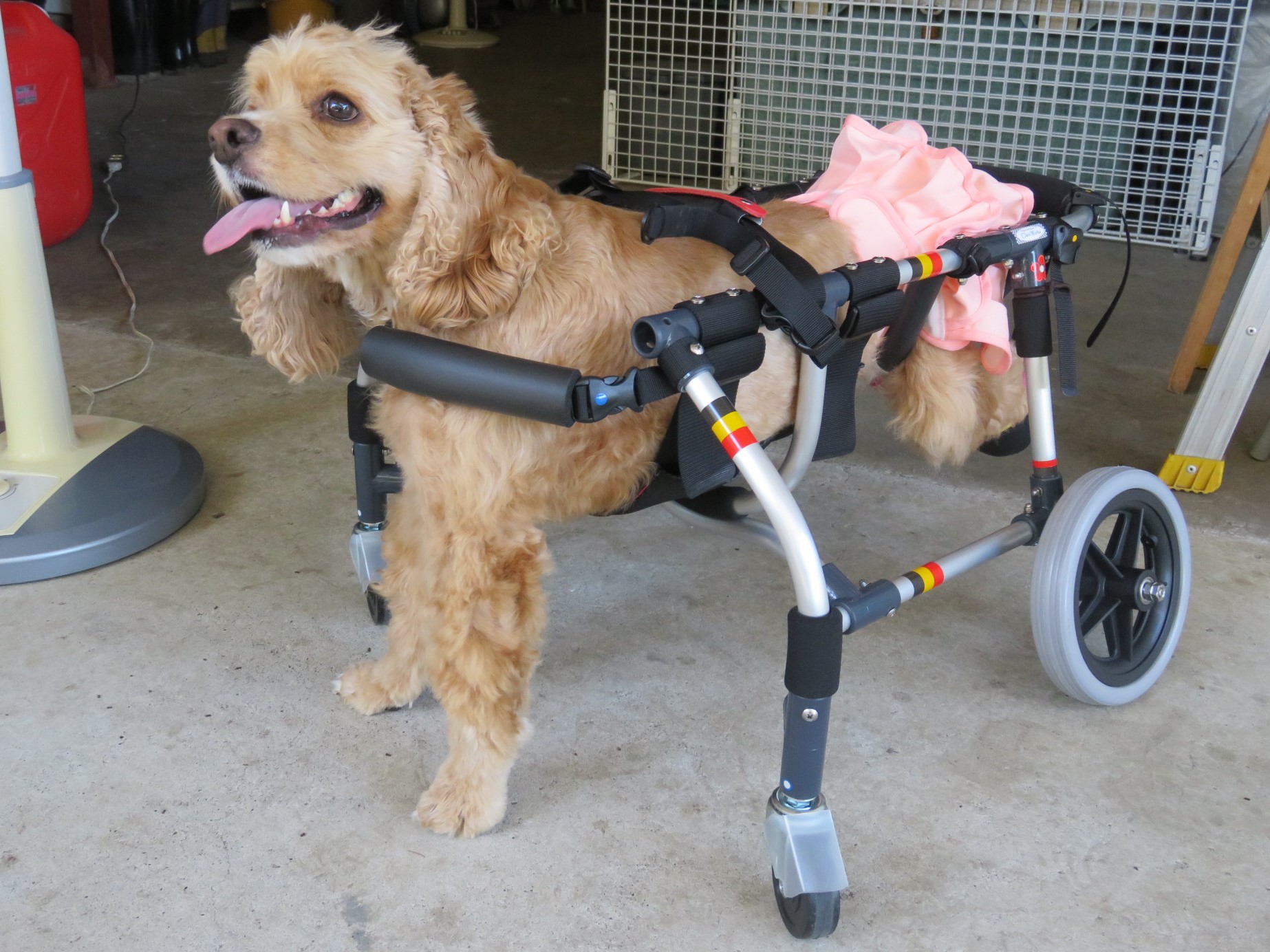 犬用車いす 中型犬用　クララワークス　高さ調整可能 犬用車椅子 犬の車椅子 「犬の車いす工房クララワークス」 - 犬