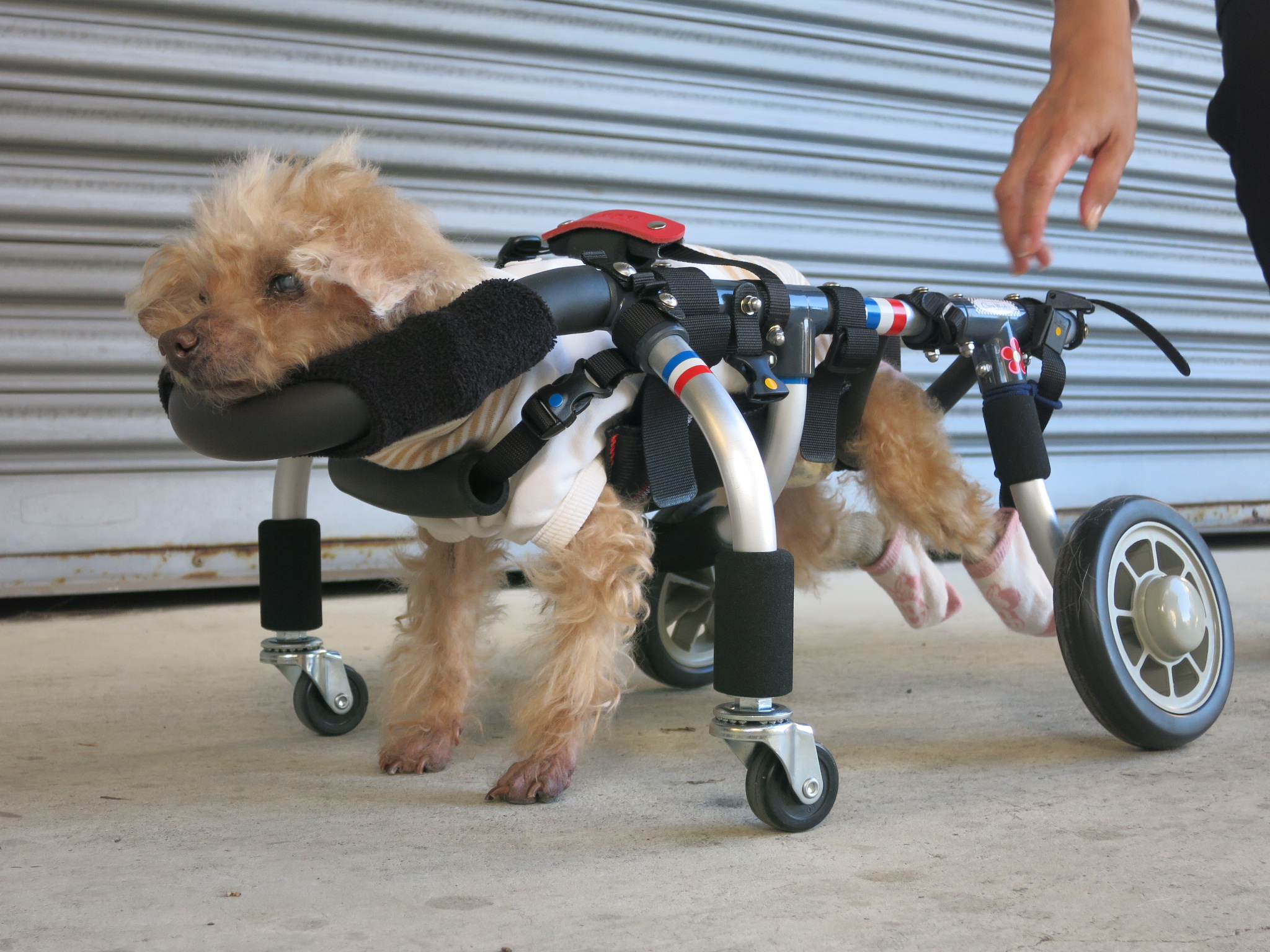 犬用車椅子 犬の車椅子 「犬の車いす工房クララワークス」 - 犬 犬用車椅子 犬の車椅子 「犬の車いす工房クララワークス」 - 犬