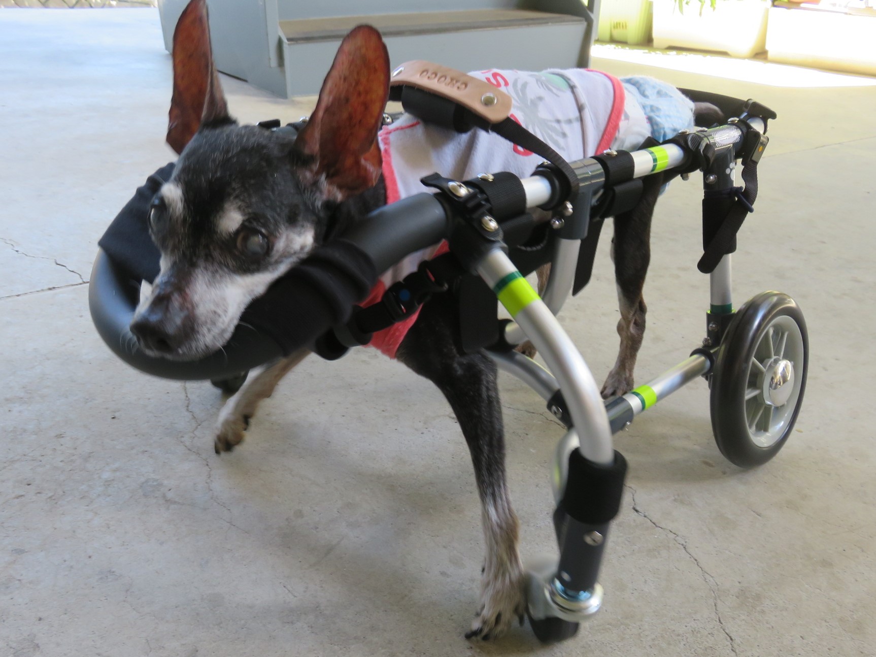 犬用車椅子 犬の車椅子 「犬の車いす工房クララワークス」 - 犬の