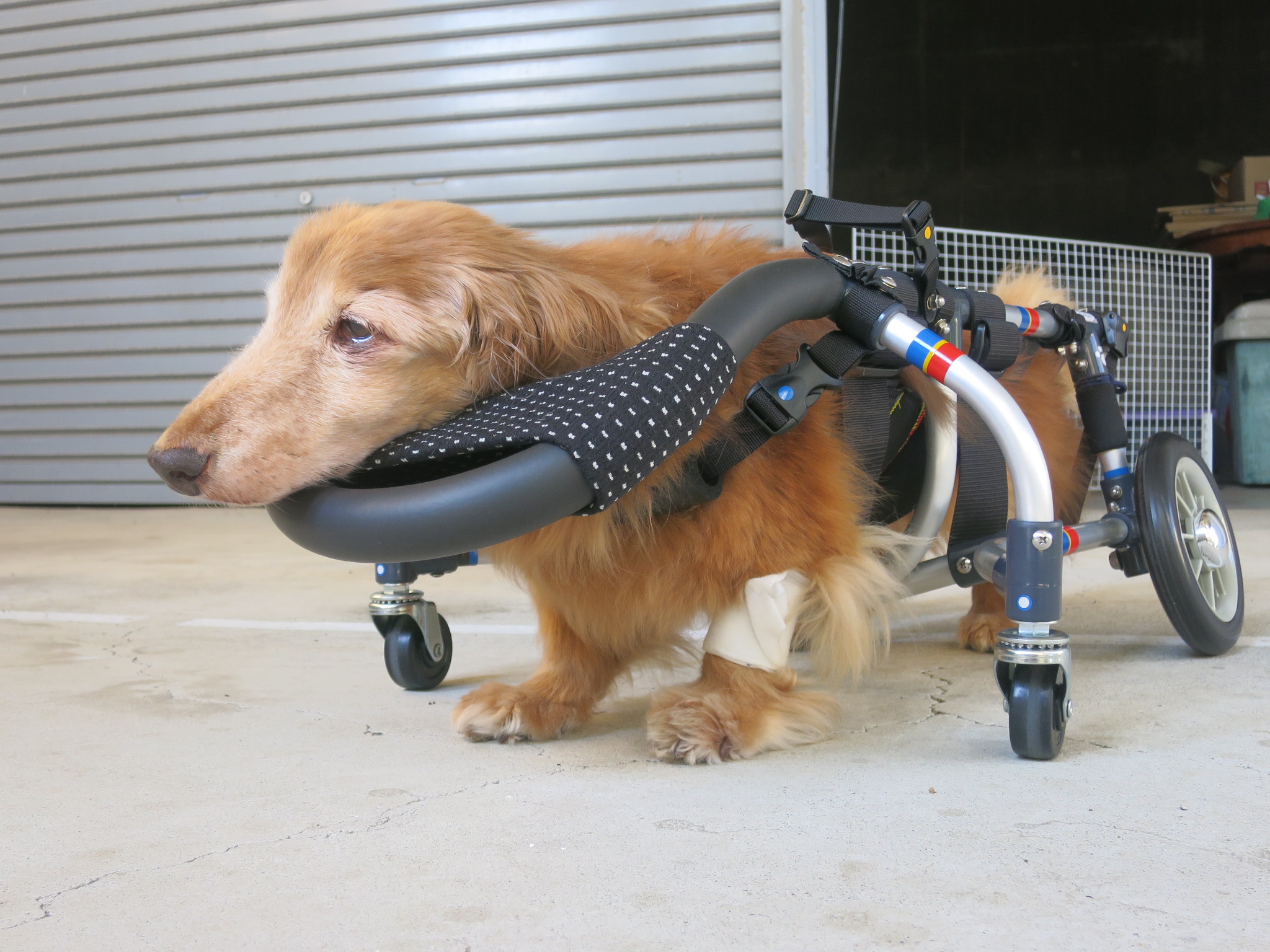 犬用車椅子 犬の車椅子 「犬の車いす工房クララワークス」 - 犬の 