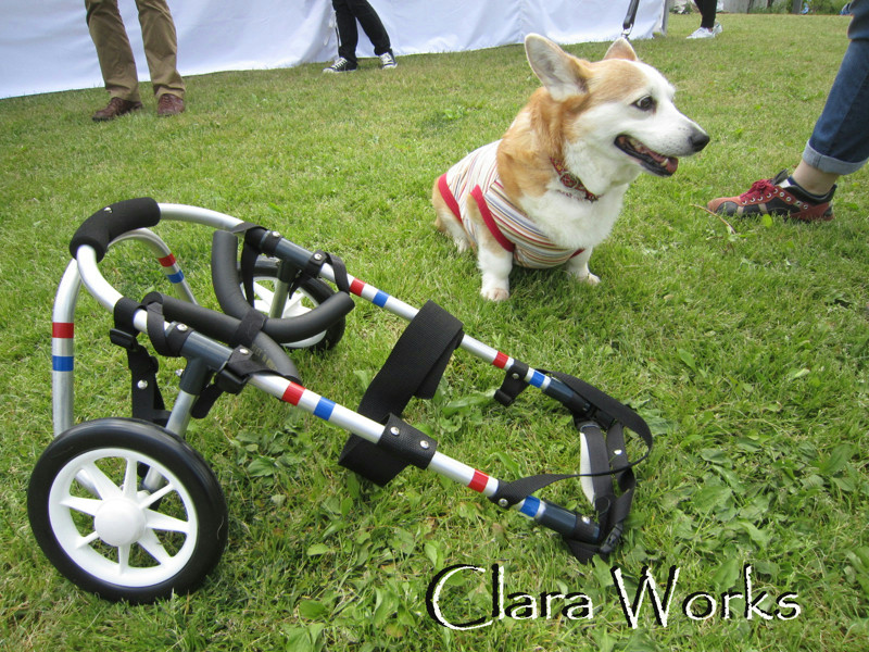 犬用車椅子　簡易4輪　コーギー　車椅子　4輪車椅子　クララワークス　変性脊髄症 東谷 犬用車椅子 犬の車椅子 コーギー専用 日本製 国産 歩行器
