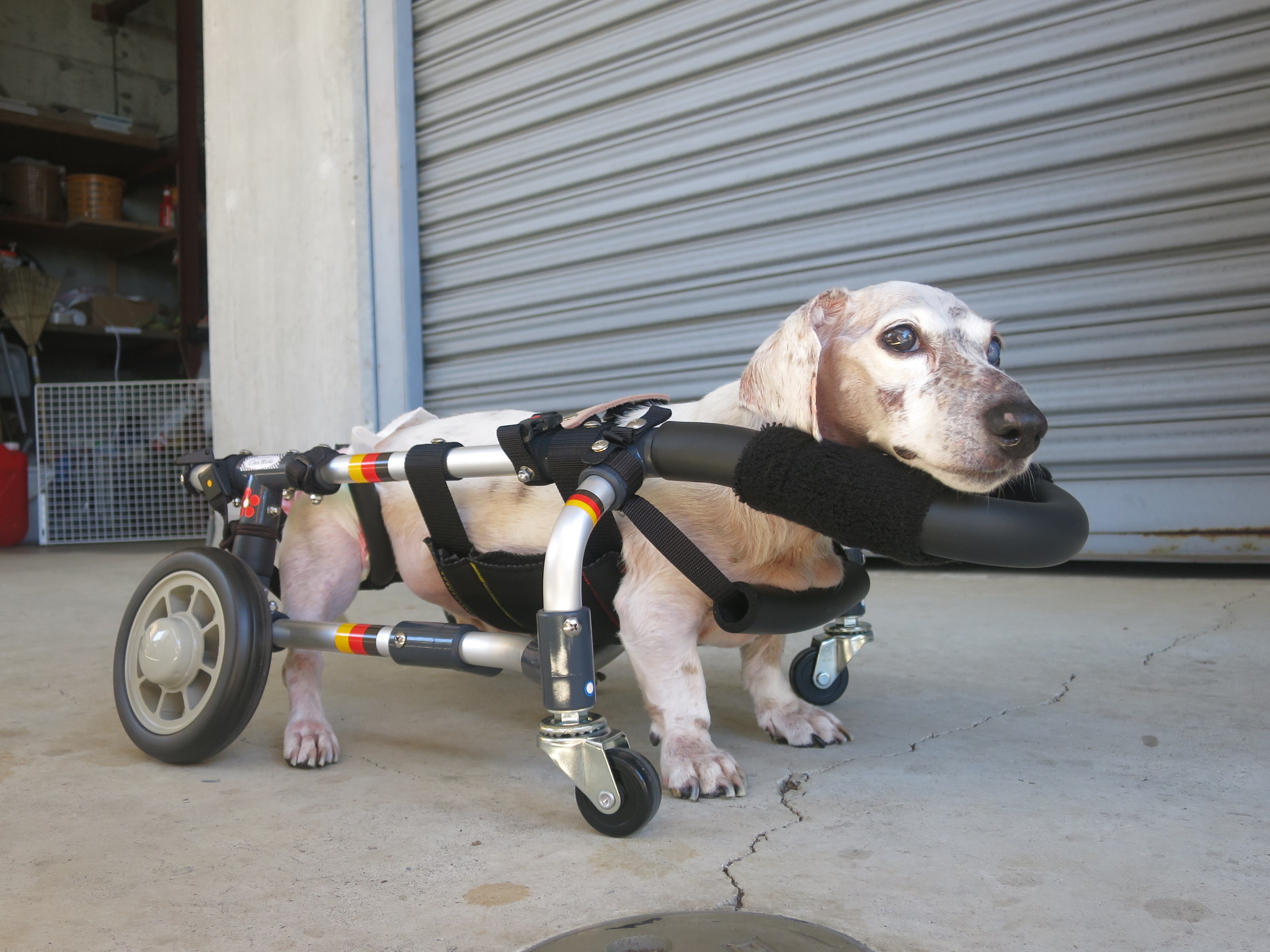 犬用車椅子 犬の車椅子 「犬の車いす工房クララワークス」 - 犬 犬用車椅子 犬の車椅子 「犬の車いす工房クララワークス」 - 犬