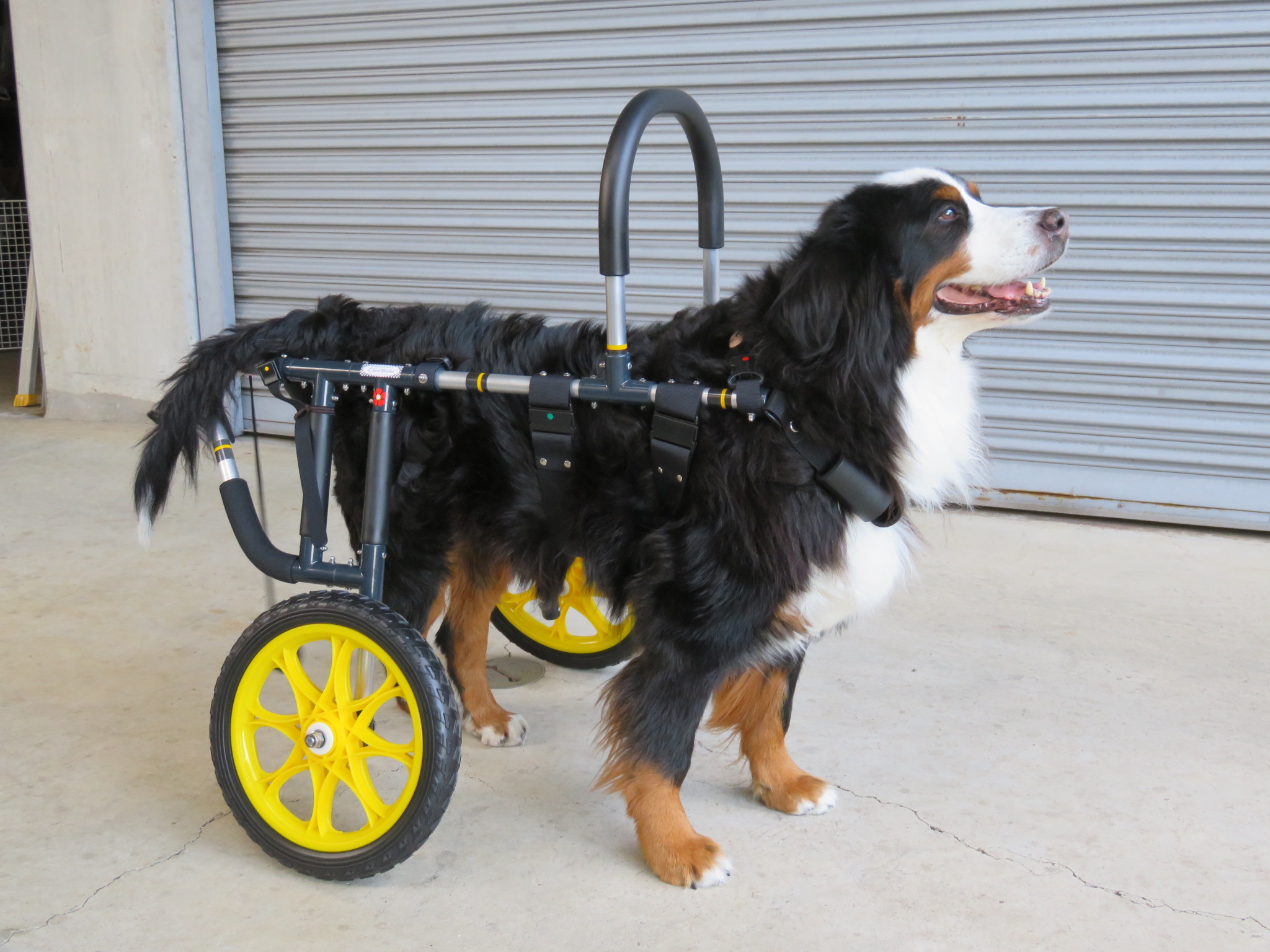 犬用車椅子 犬の車椅子 「犬の車いす工房クララワークス」 - 犬 犬用車椅子 犬の車椅子 「犬の車いす工房クララワークス」 - 犬