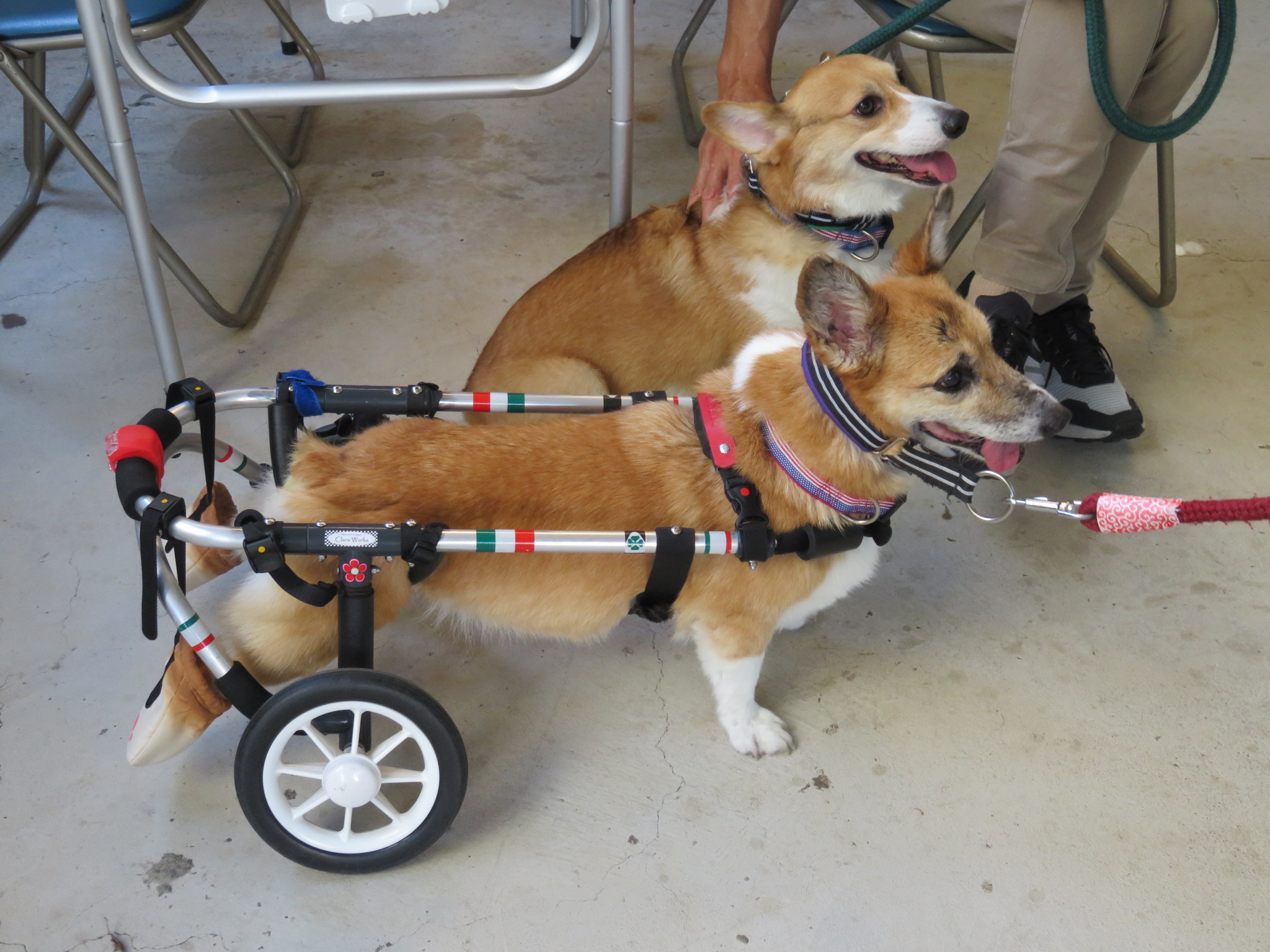 犬用車椅子 犬の車椅子 「犬の車いす工房クララワークス」 - 犬