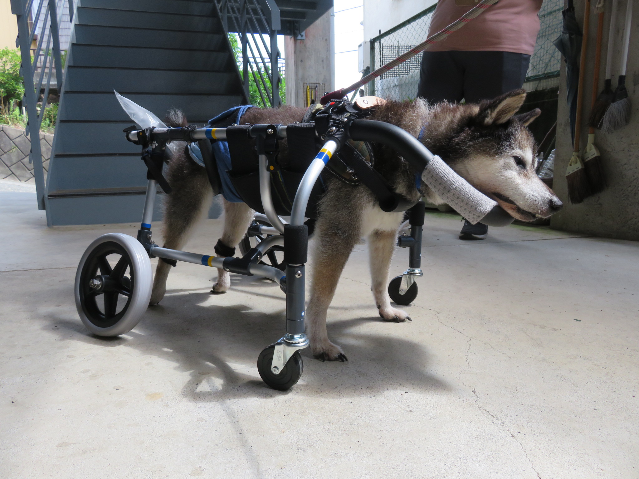 犬用車椅子 犬の車椅子 「犬の車いす工房クララワークス」 - 犬の