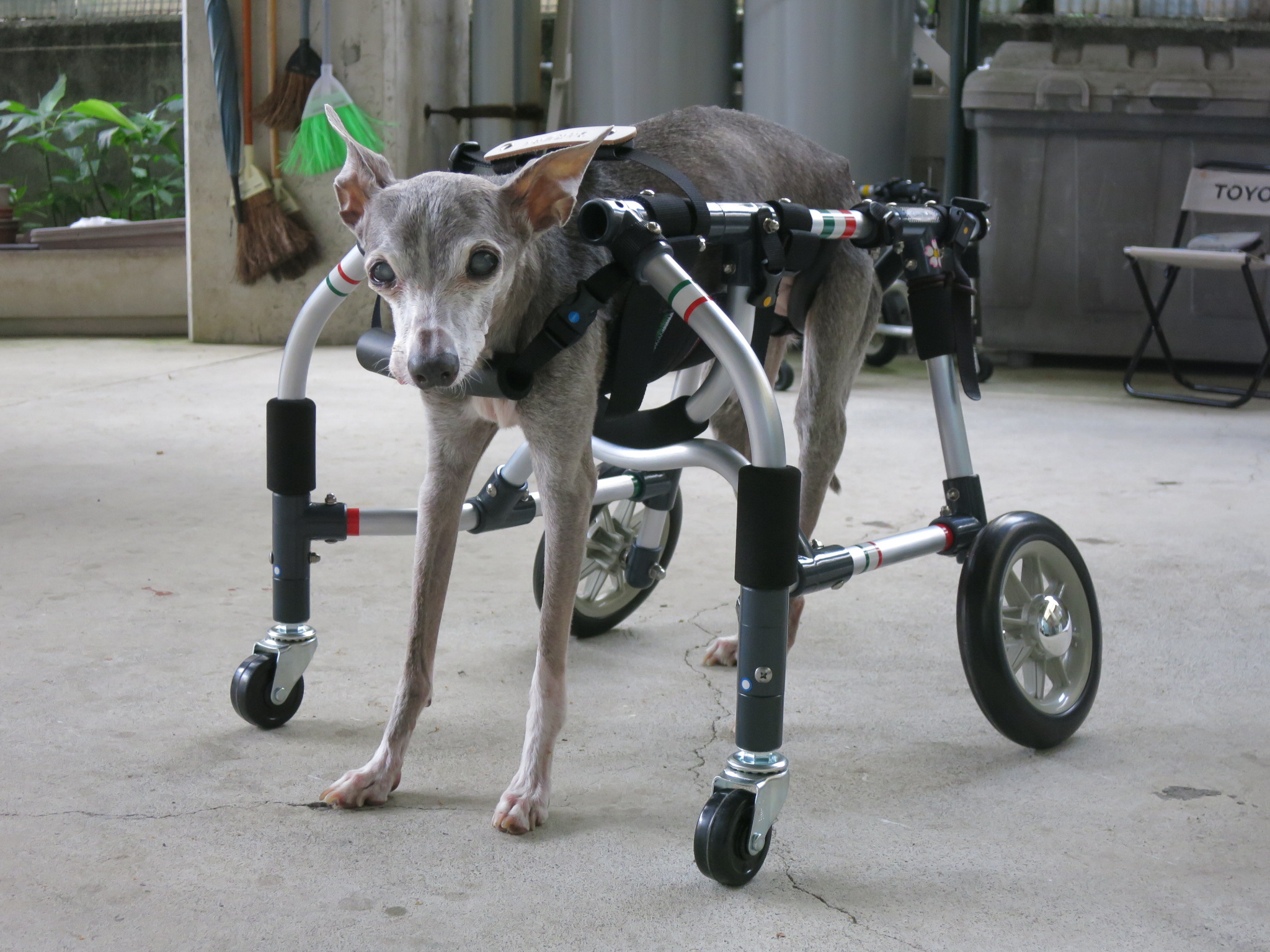 犬用車椅子 犬の車椅子 犬の車いす工房クララワークス 犬の車いす工房クララワークス 犬の車椅子 犬用車椅子 犬 車椅子 Dogkart Clara 犬用車椅子 犬の車椅子 犬の車いす工房クララワークス 犬の車いす工房クララワークス 犬の車椅子 犬用車椅子 犬 車椅子 Dogkart Clara
