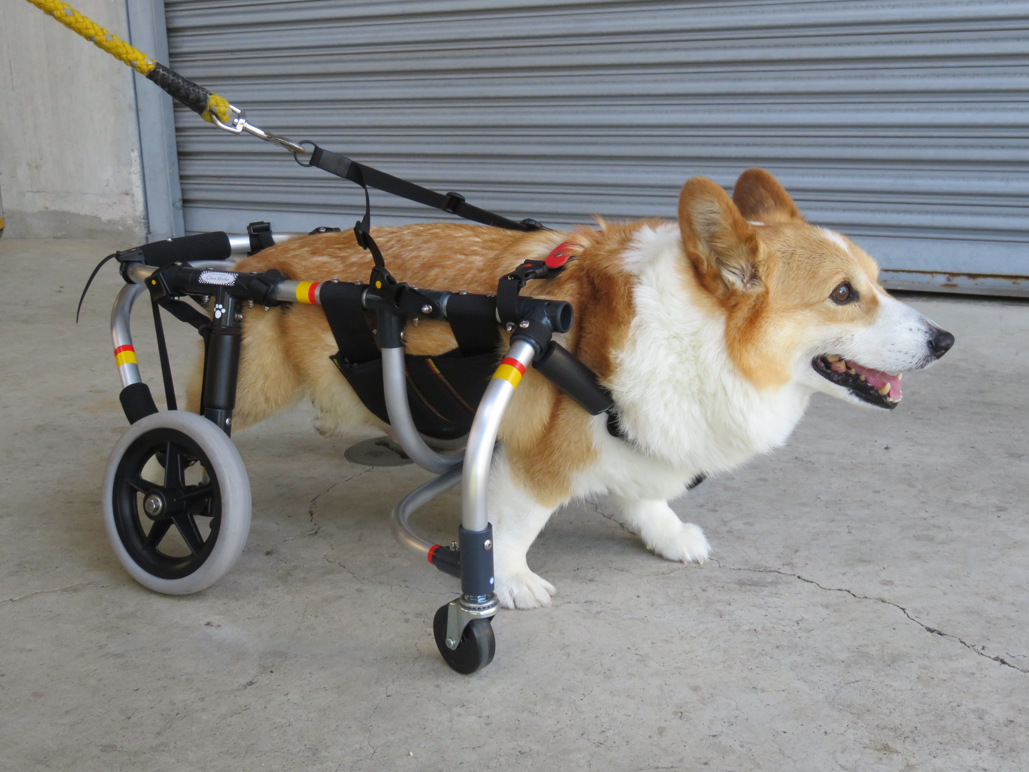 犬用車椅子　簡易4輪　コーギー　車椅子　4輪車椅子　クララワークス　変性脊髄症 東谷 犬用車椅子 犬の車椅子 コーギー専用 日本製 国産 歩行器