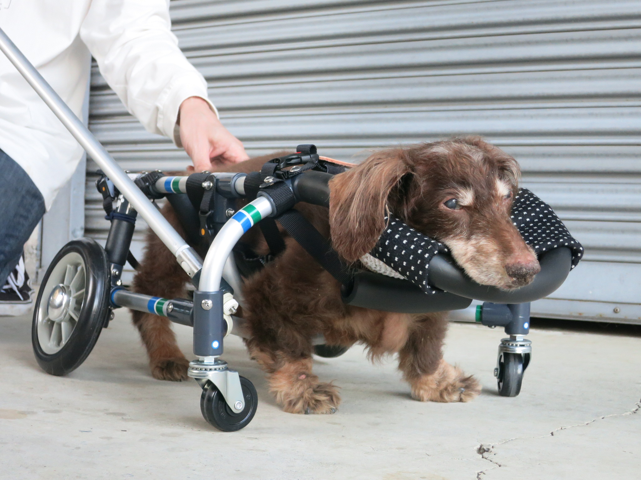 犬用車椅子 犬の車椅子 犬の車いす工房クララワークス 犬の車いす工房クララワークス 犬の車椅子 犬用車椅子 犬 車椅子 Dogkart Clara