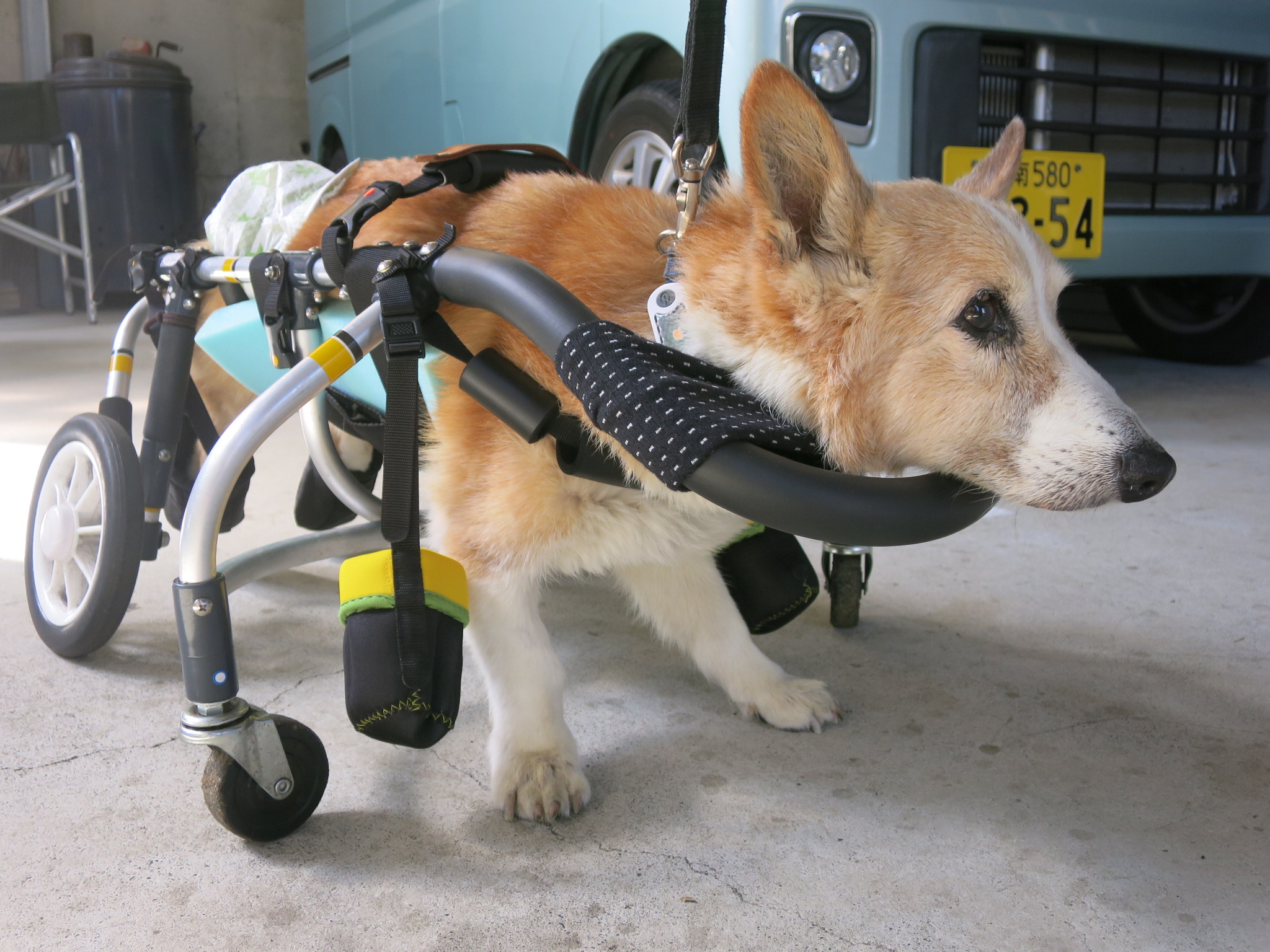 犬用車椅子 犬の車椅子 犬の車いす工房クララワークス 犬の車いす工房クララワークス 犬の車椅子 犬用車椅子 犬 車椅子 Dogkart Clara 犬用車椅子 犬の車椅子 犬の車いす工房クララワークス 犬の車いす工房クララワークス 犬の車椅子 犬用車椅子 犬 車椅子 Dogkart Clara