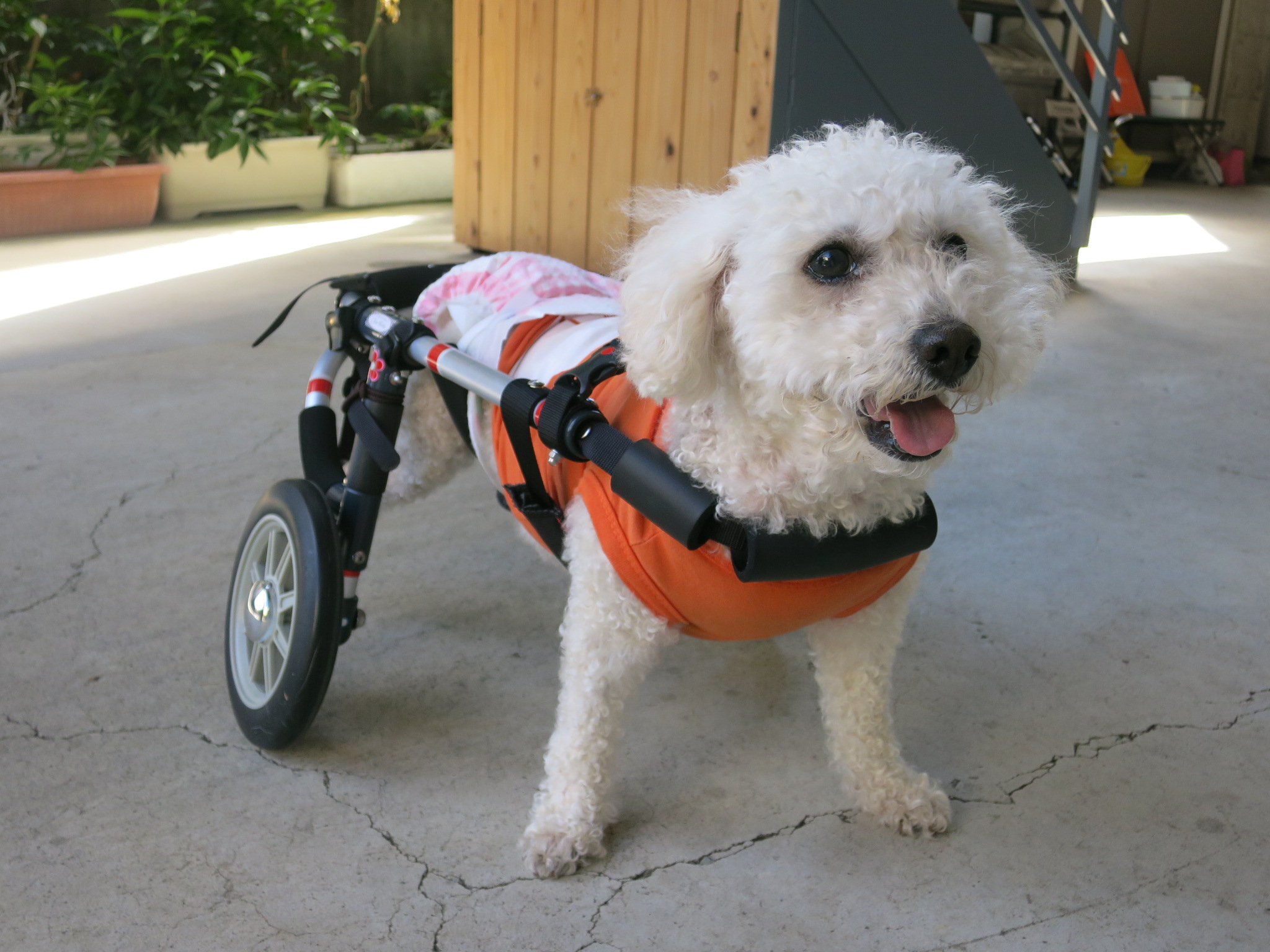 犬用車椅子 犬の車椅子 犬の車いす工房クララワークス 犬の車いす工房クララワークス 犬の車椅子 犬用車椅子 犬 車椅子 Dogkart Clara
