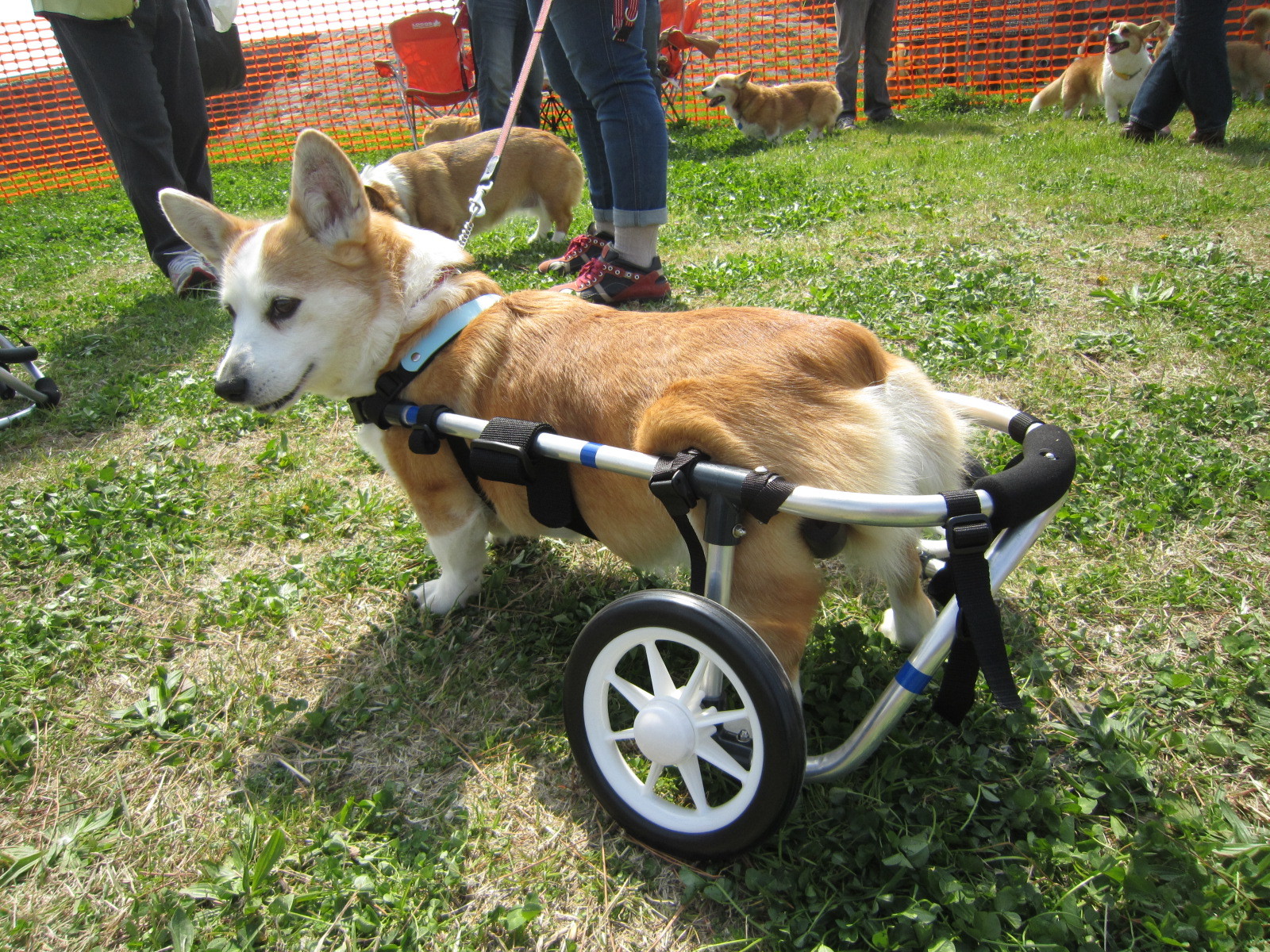 Clara Works Facebook - 犬の車いす工房クララワークス 犬の車椅子 犬