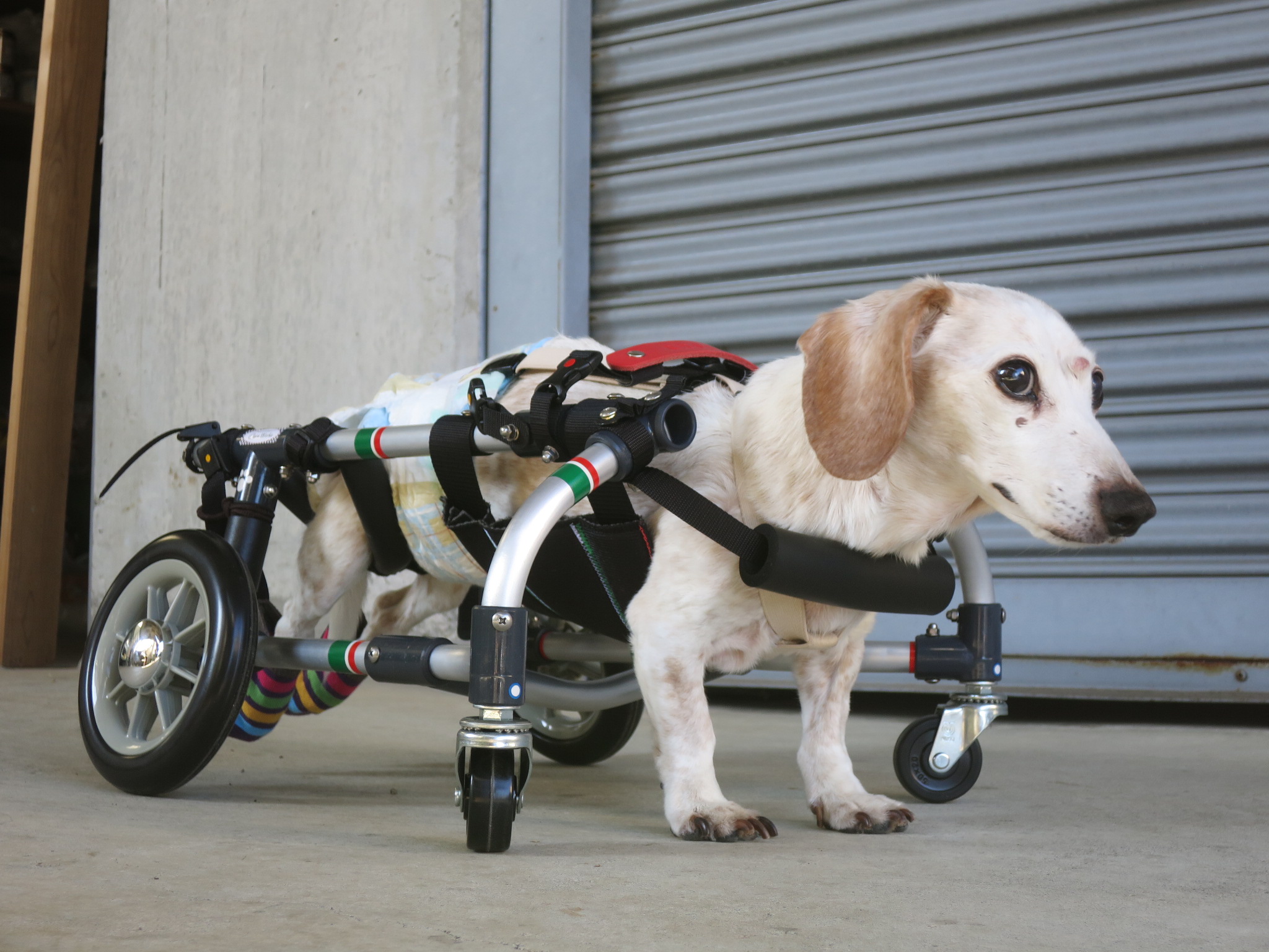 即日発送】 徘徊対処 専用支柱付き犬用車椅子 ienomat.com.br