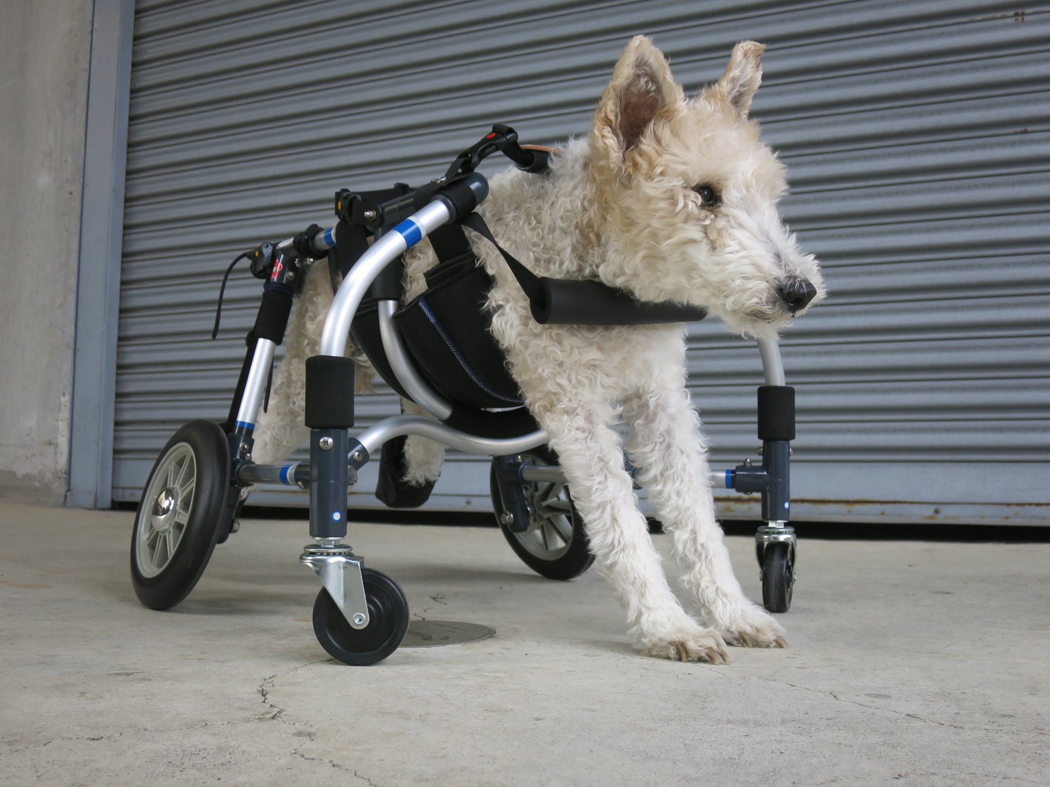 低価送料無料 犬の車椅子 小型犬用4輪車いす 顎乗せ付 2～9kg位 歩行器 介護の通販 by momobawk's shop｜ラクマ 