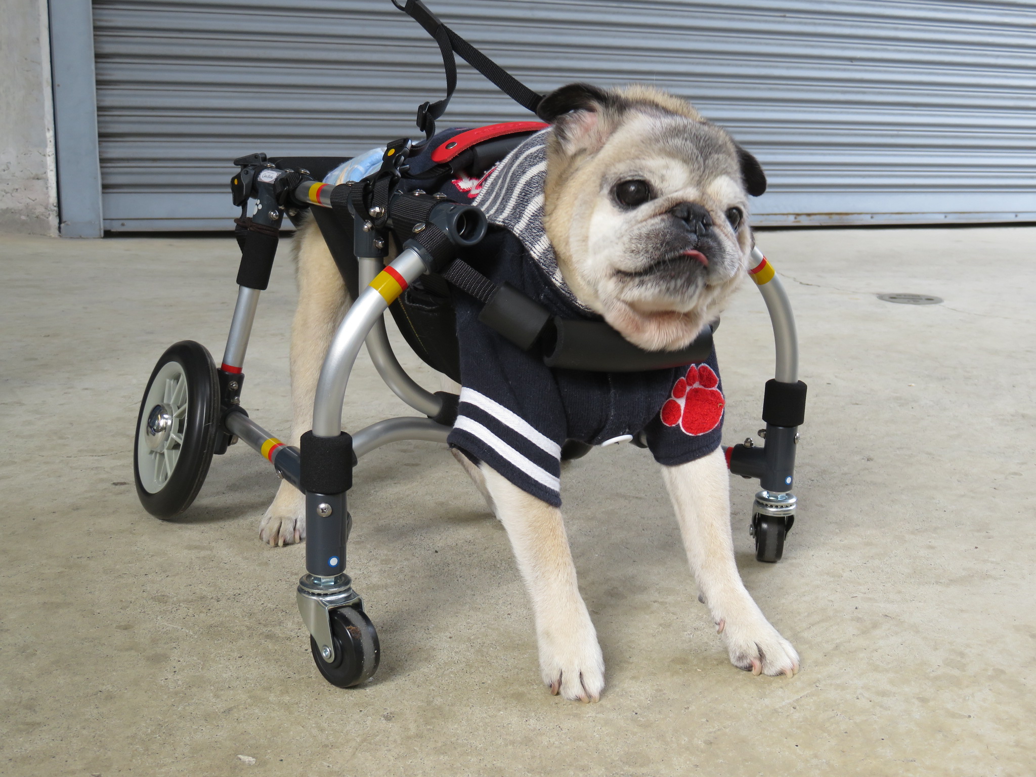 犬用車椅子 犬の車椅子 「犬の車いす工房クララワークス」 - 犬の