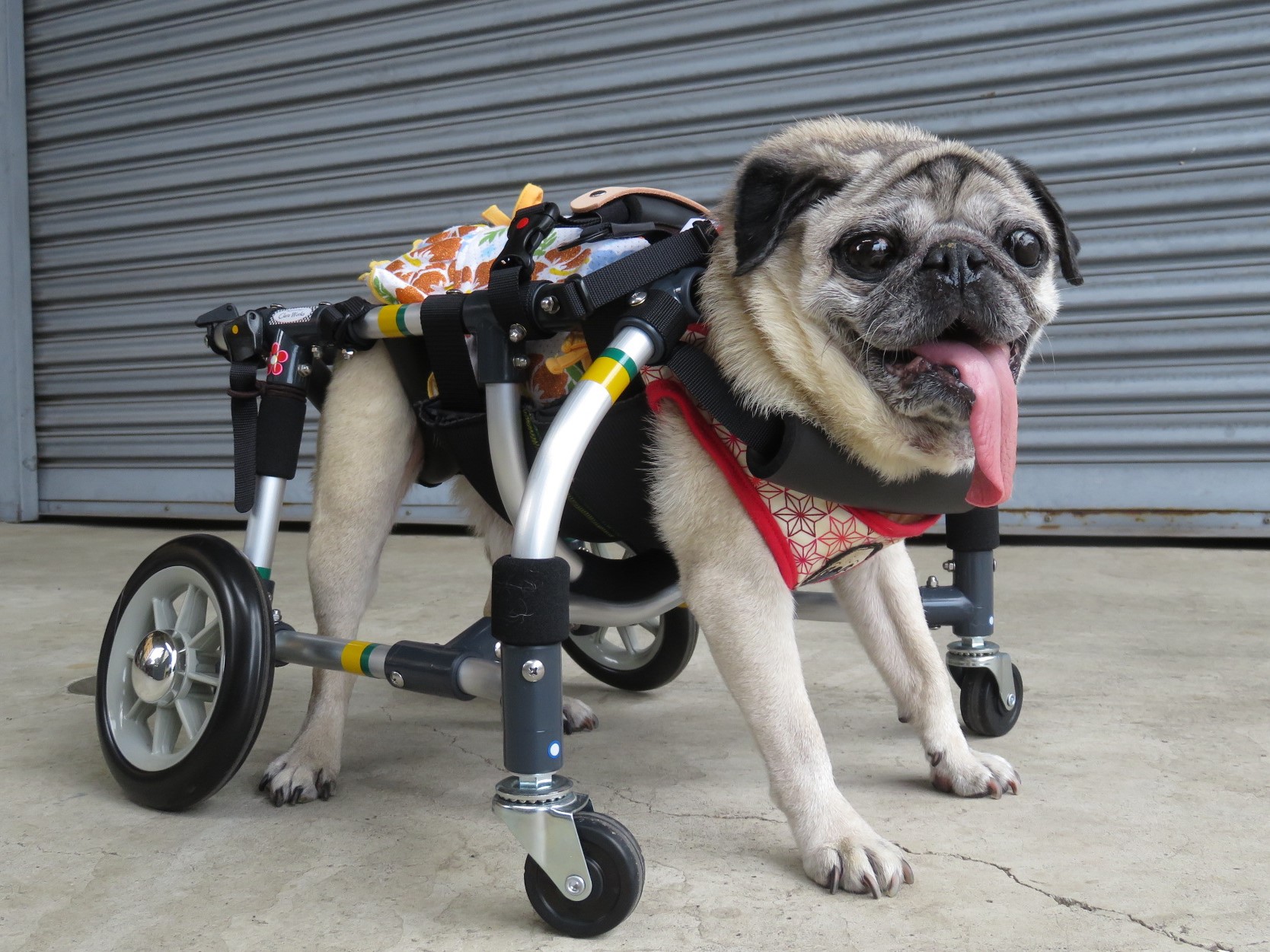 犬用車椅子 犬の車椅子 「犬の車いす工房クララワークス」 - 犬の