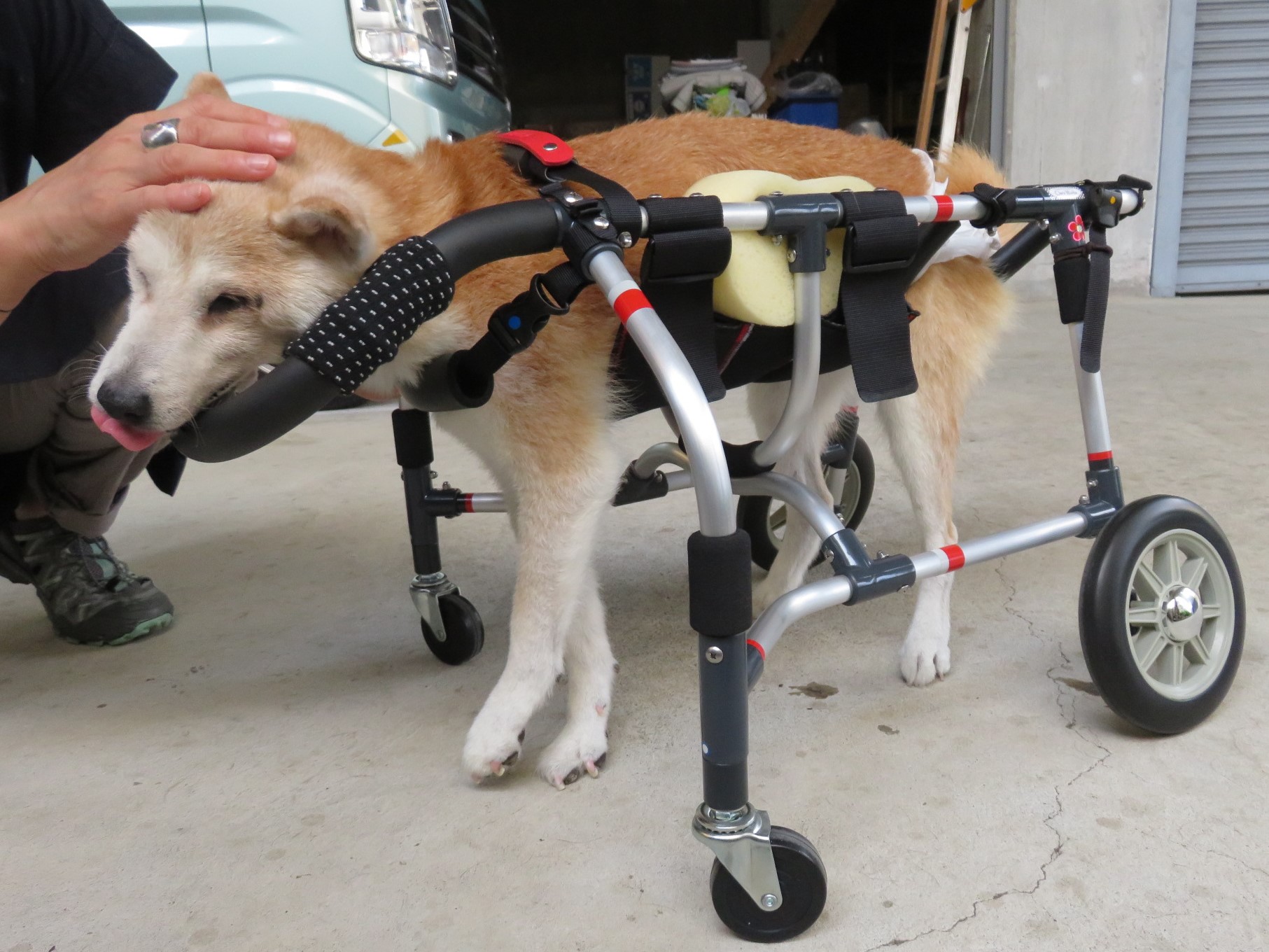 犬用車椅子 犬の車椅子 「犬の車いす工房クララワークス」 - 犬の