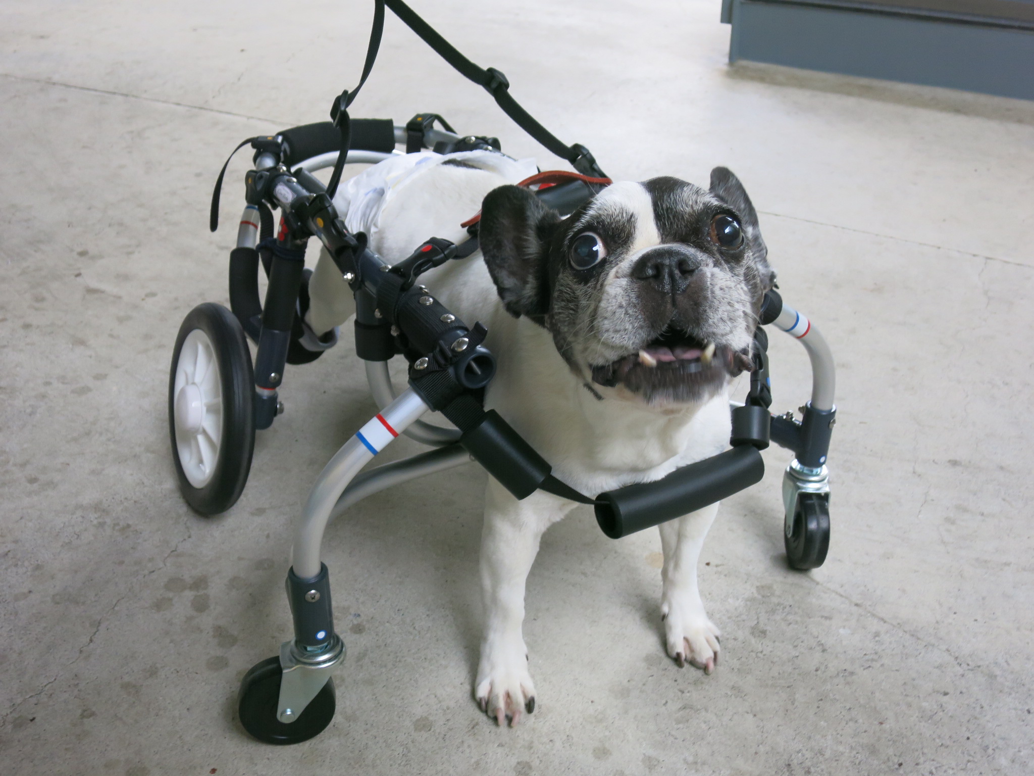 犬用車椅子 犬の車椅子 犬の車いす工房クララワークス 犬の車いす工房クララワークス 犬の車椅子 犬用車椅子 犬 車椅子 Dogkart Clara