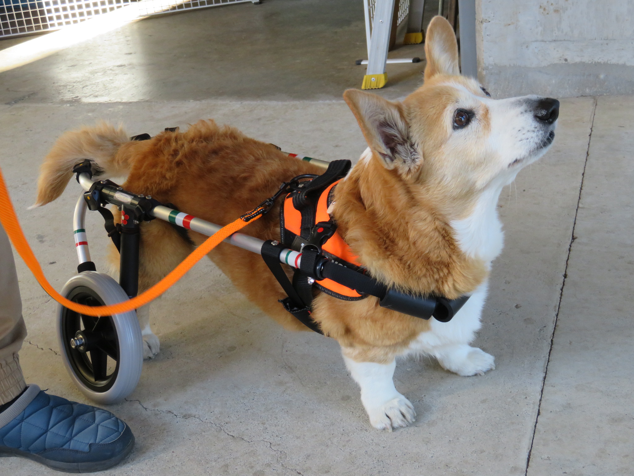 犬用車椅子、コーギー用４輪車、犬の車椅子 犬用車椅子、コーギーの4輪車椅子、犬の車椅子