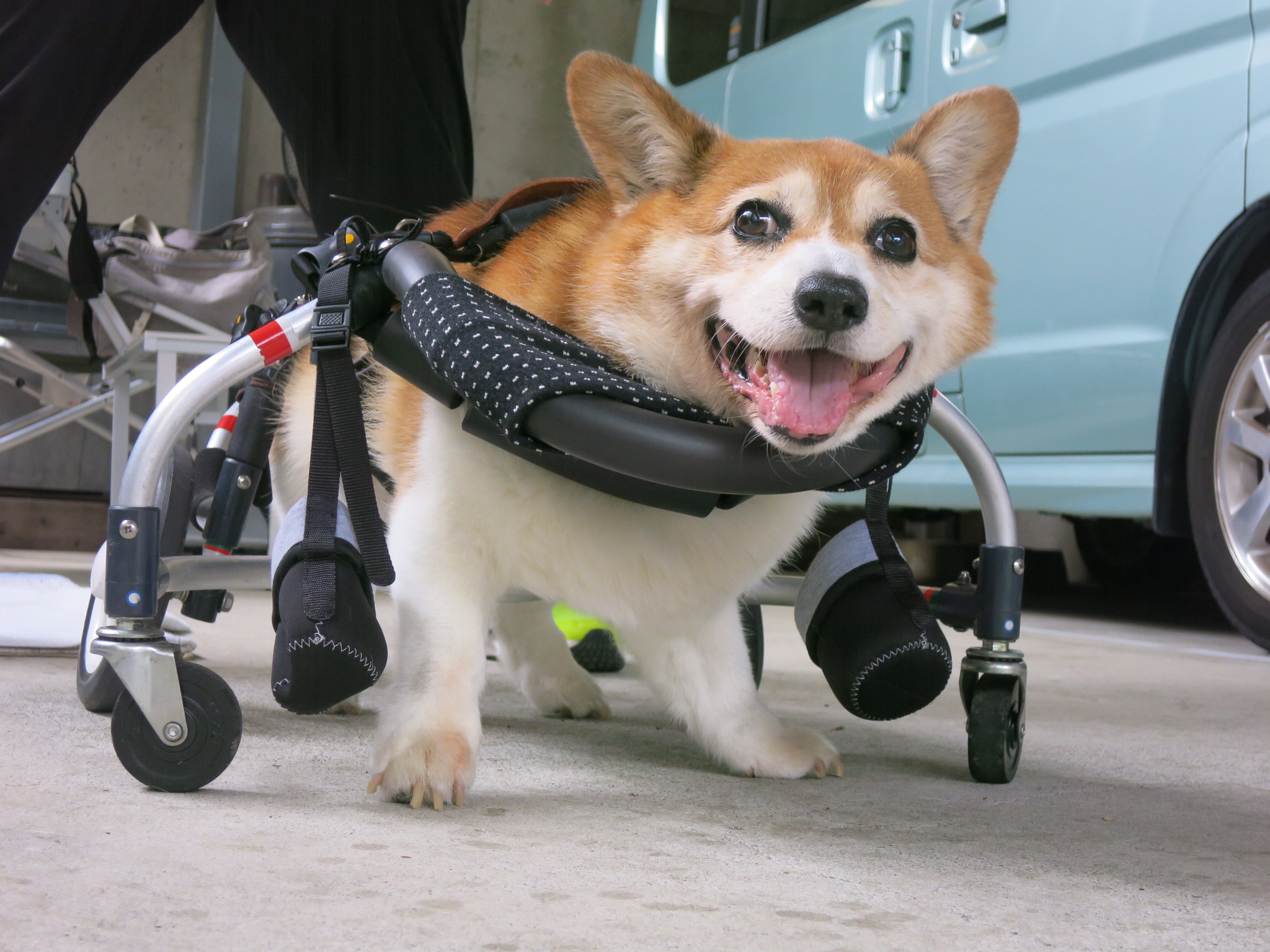 即日発送】 徘徊対処 専用支柱付き犬用車椅子 ienomat.com.br