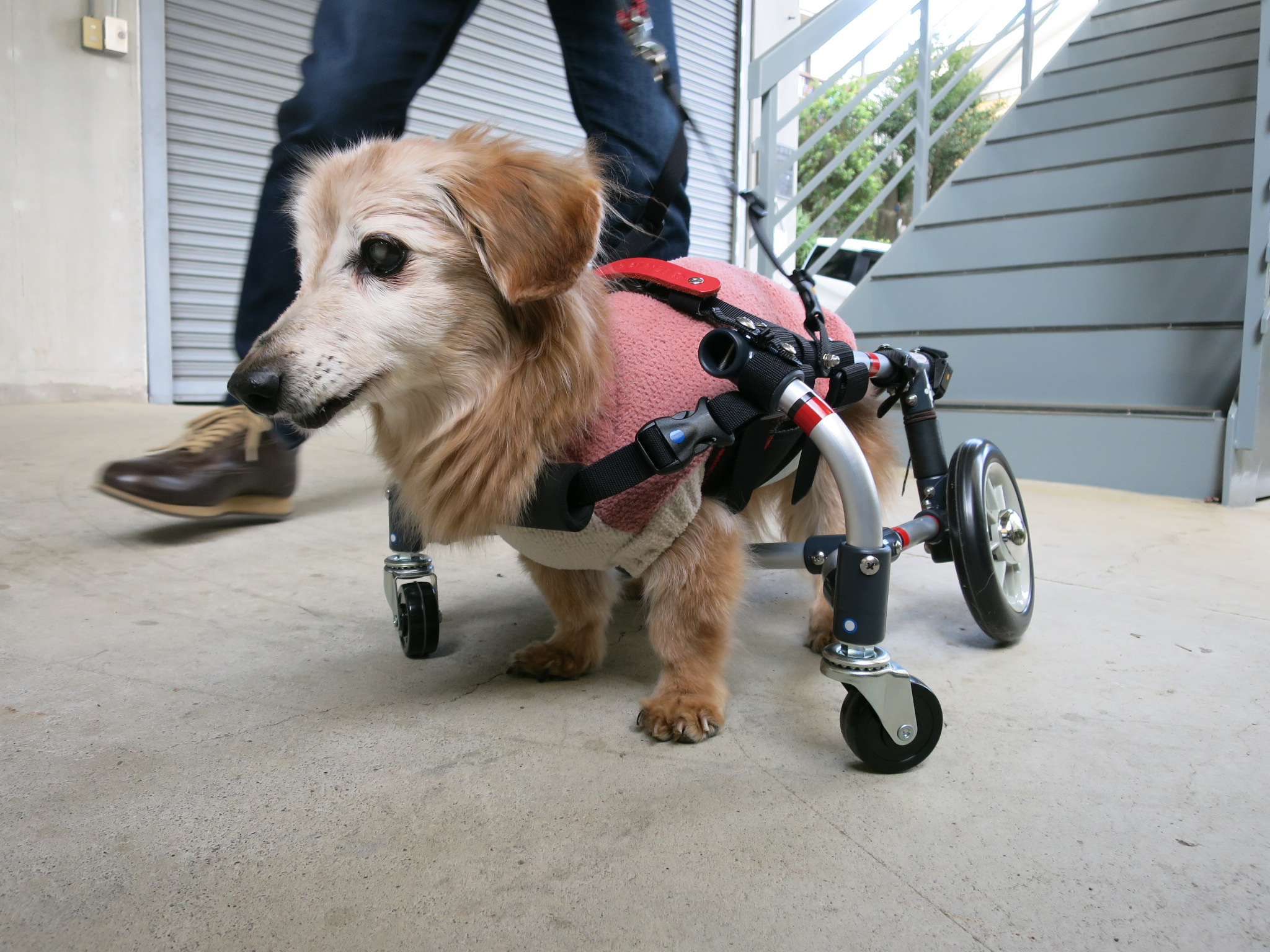 新素材新作 徘徊対処 専用支柱付き犬用車椅子 ienomat.com.br