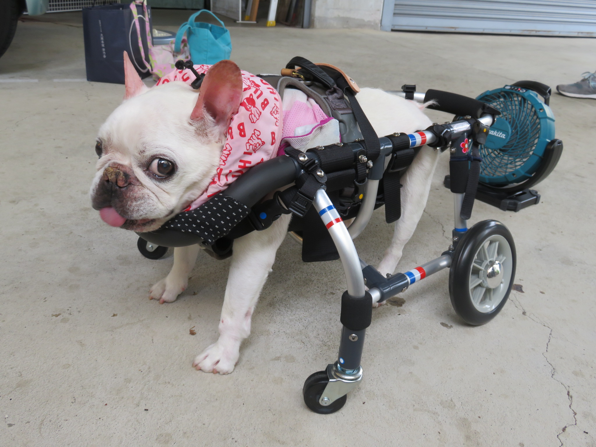 犬用車椅子 犬の車椅子 「犬の車いす工房クララワークス」 - 犬の