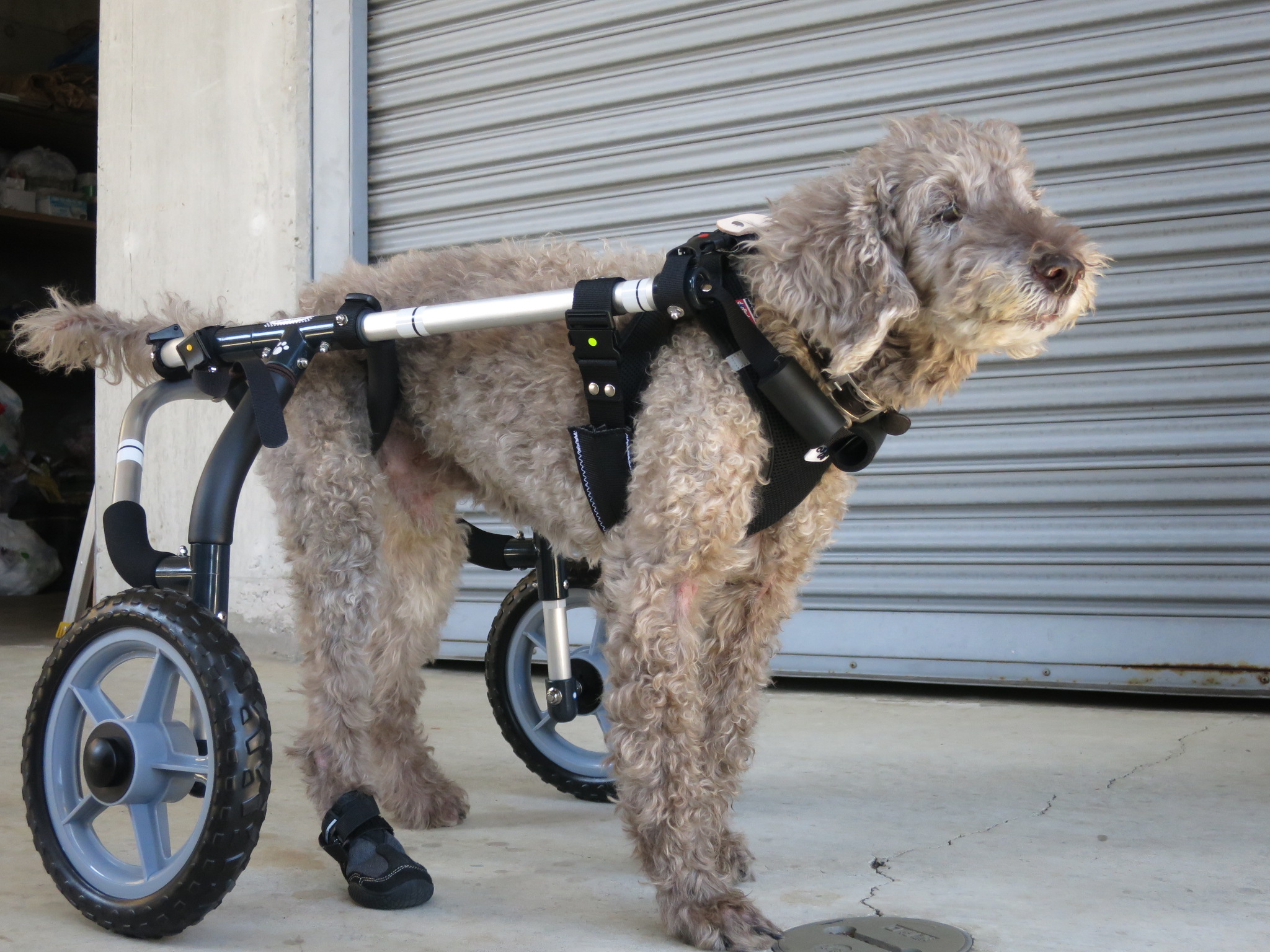 パピヨン4輪歩行器！リハビリ!食事補助!犬の歩行器！介護用!犬用車椅子!