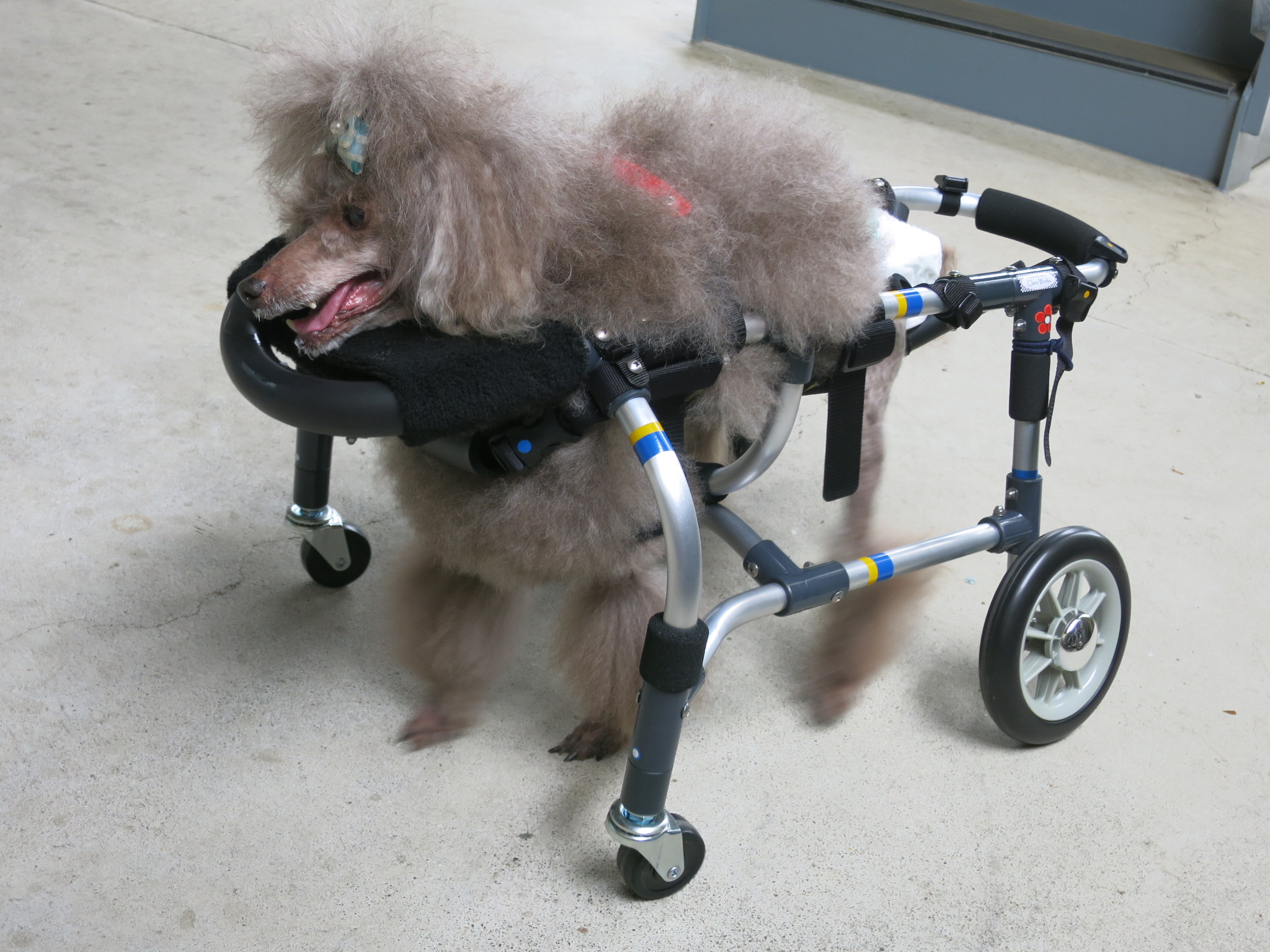 □犬の車椅子 小型犬用4輪車いす 顎乗せ付 2～9kg位