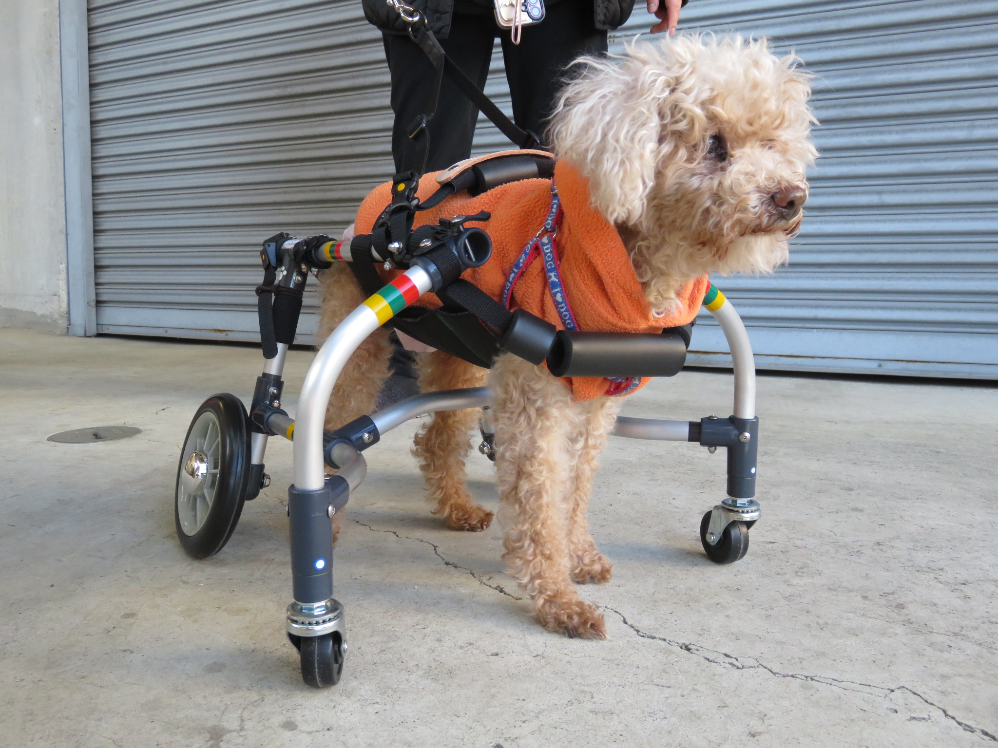 犬用車椅子 犬の車椅子 「犬の車いす工房クララワークス」 - 犬の