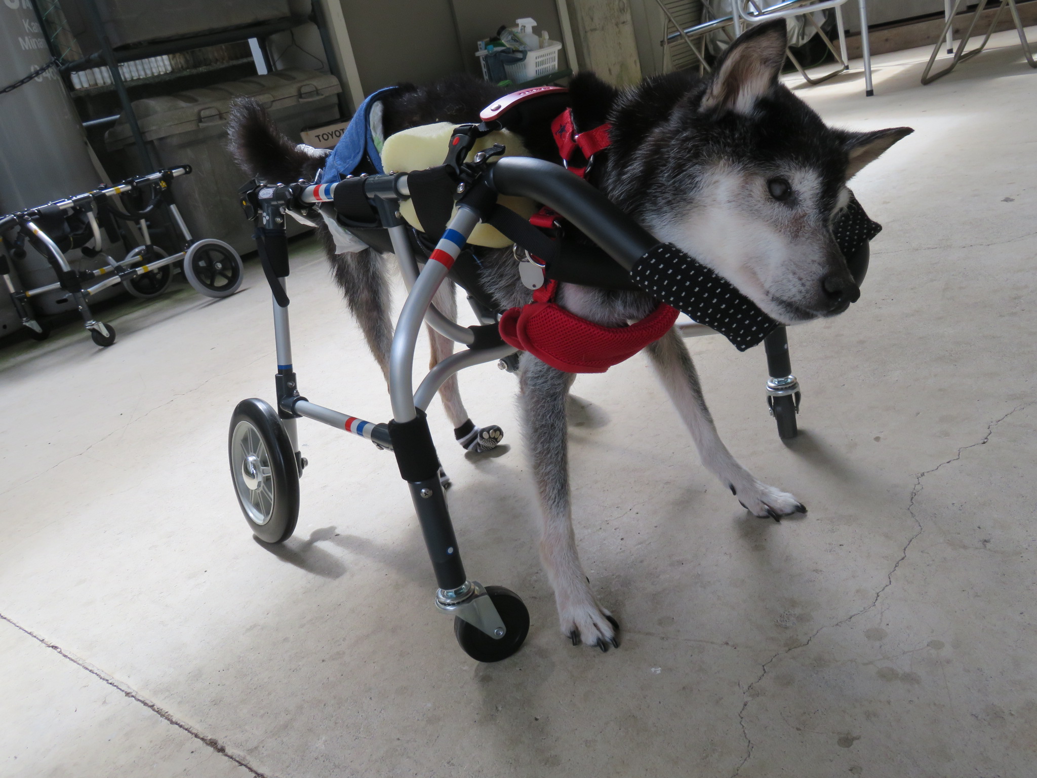 犬用車いす 黒と白のチェック柄 犬用車いす 黒と白のチェック柄 犬用車いす 黒と白のチェック柄 Amazon