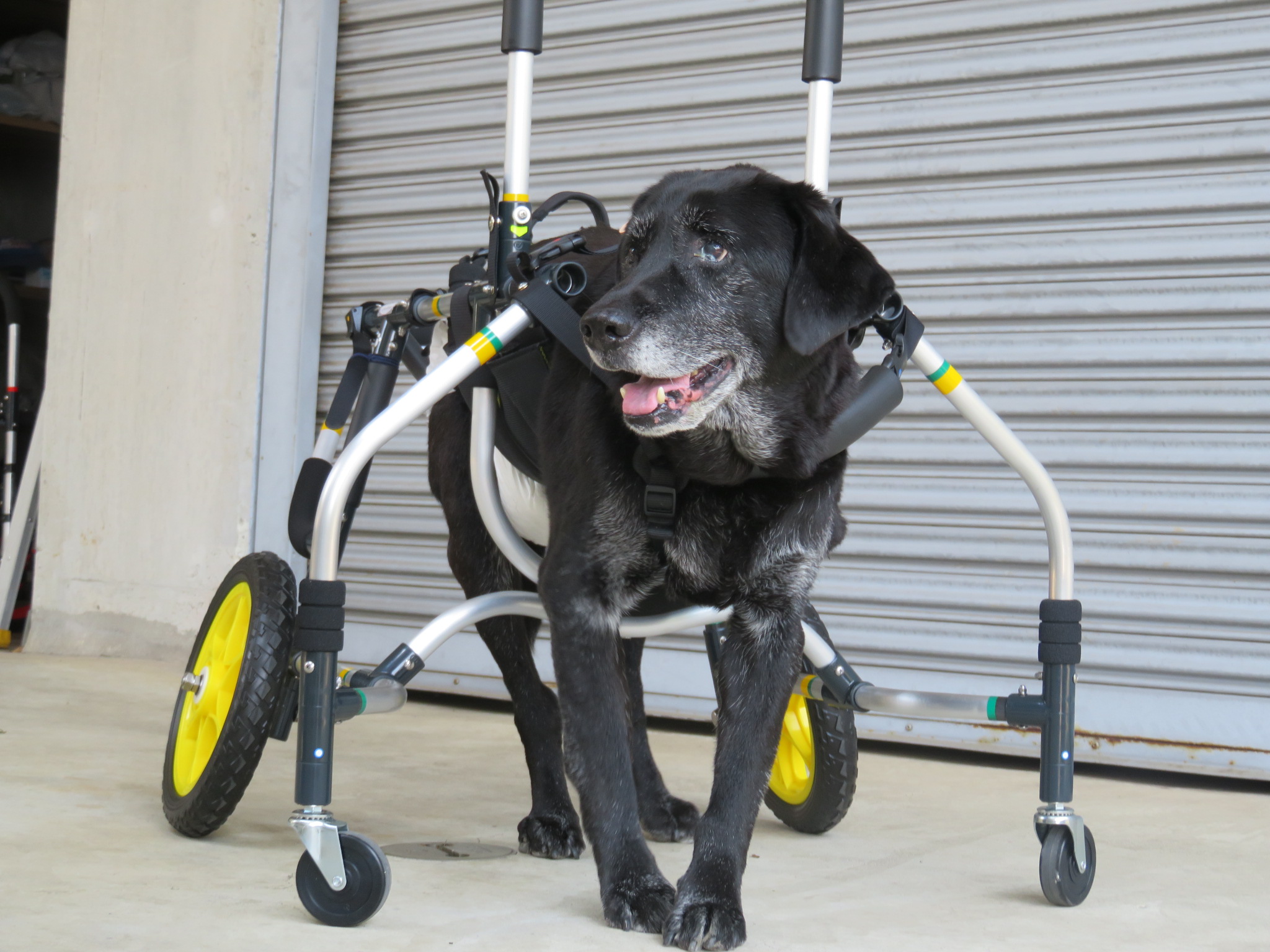犬用車椅子 犬の車椅子 「犬の車いす工房クララワークス」 - 犬の